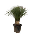 Yucca Rostrata - 100 cm- Ø35 cm | Blue Beaked Yucca