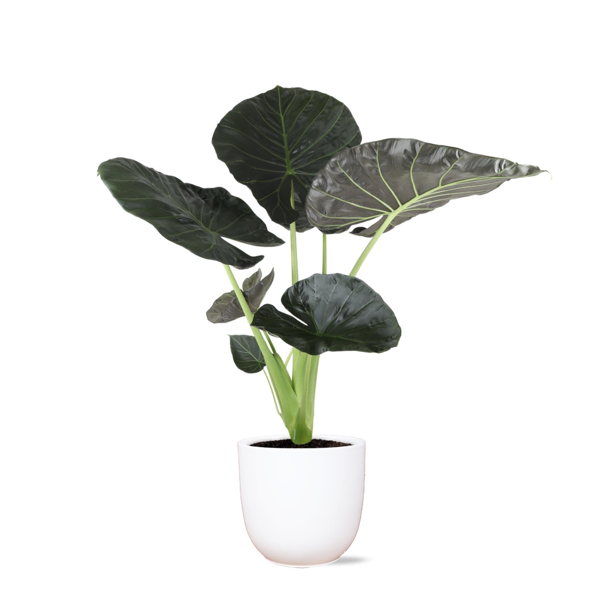 Alocasia Regal Shield - 110cm - Ø24cm - in Boule pot | Olifantsoor