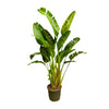 Strelitzia Augusta Multi Stam XXL - 250 cm - ø30-40 cm - Grote kamerplant