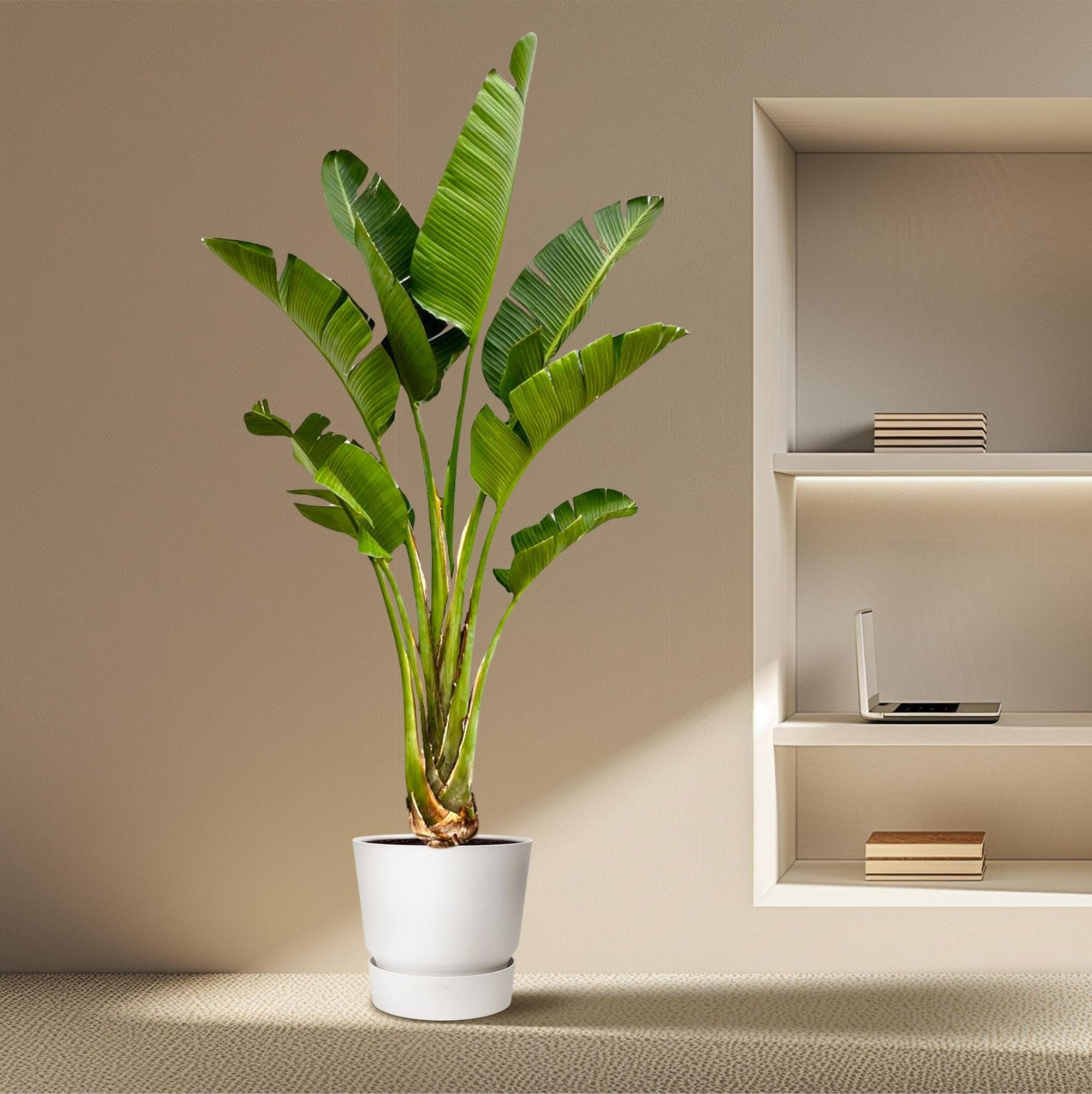 Strelitzia Augusta - 250cm - ⌀45 cm | Grote kamerplanten