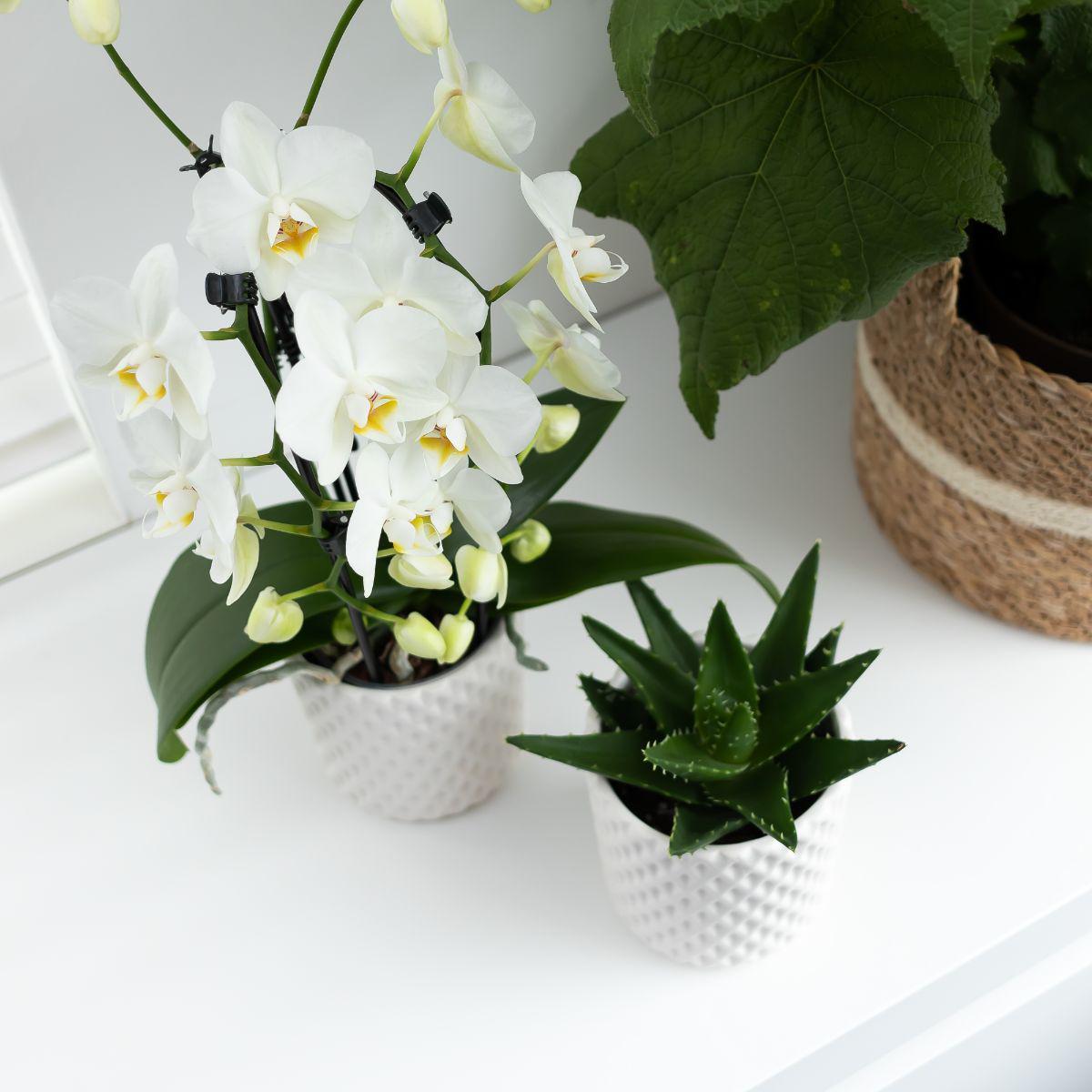 Orchidee | Witte Phalaenopsis orchidee - Niagara Fall - potmaat Ø12cm