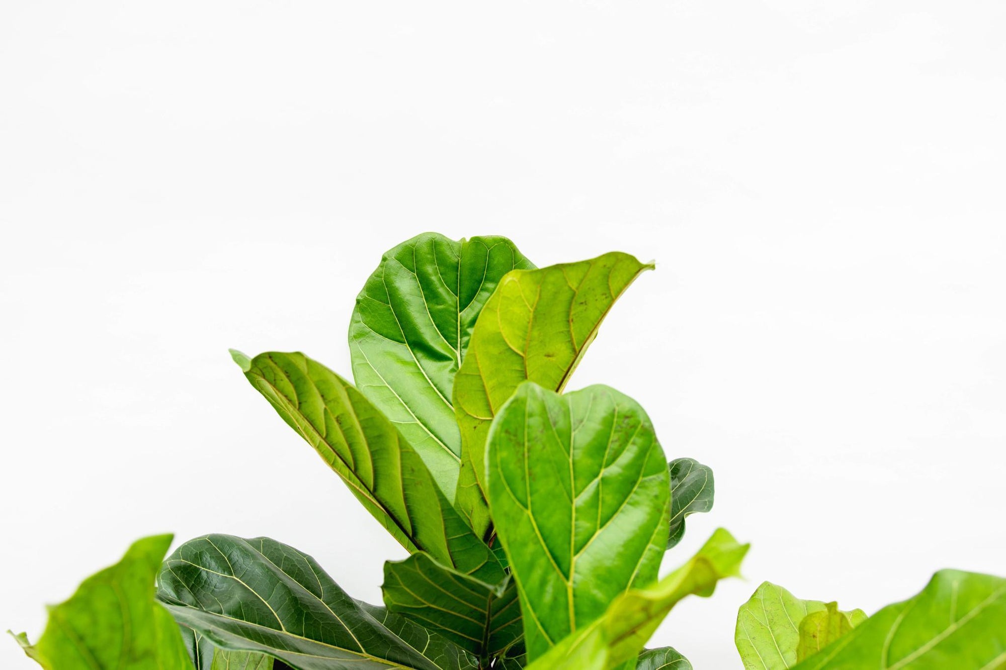 Ficus Lyrata vertakt - 230 cm - ø40 cm | Ficus - Grote kamerplant