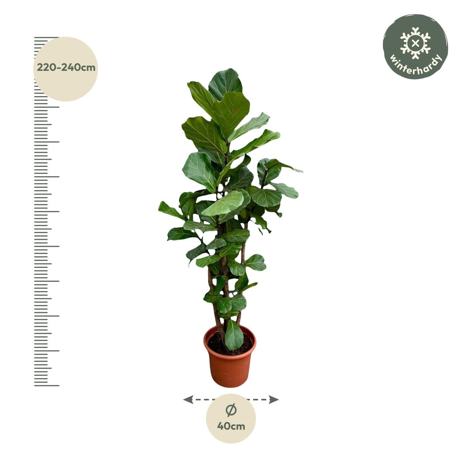Ficus Lyrata vertakt - 230 cm - ø40 cm | Ficus - Grote kamerplant