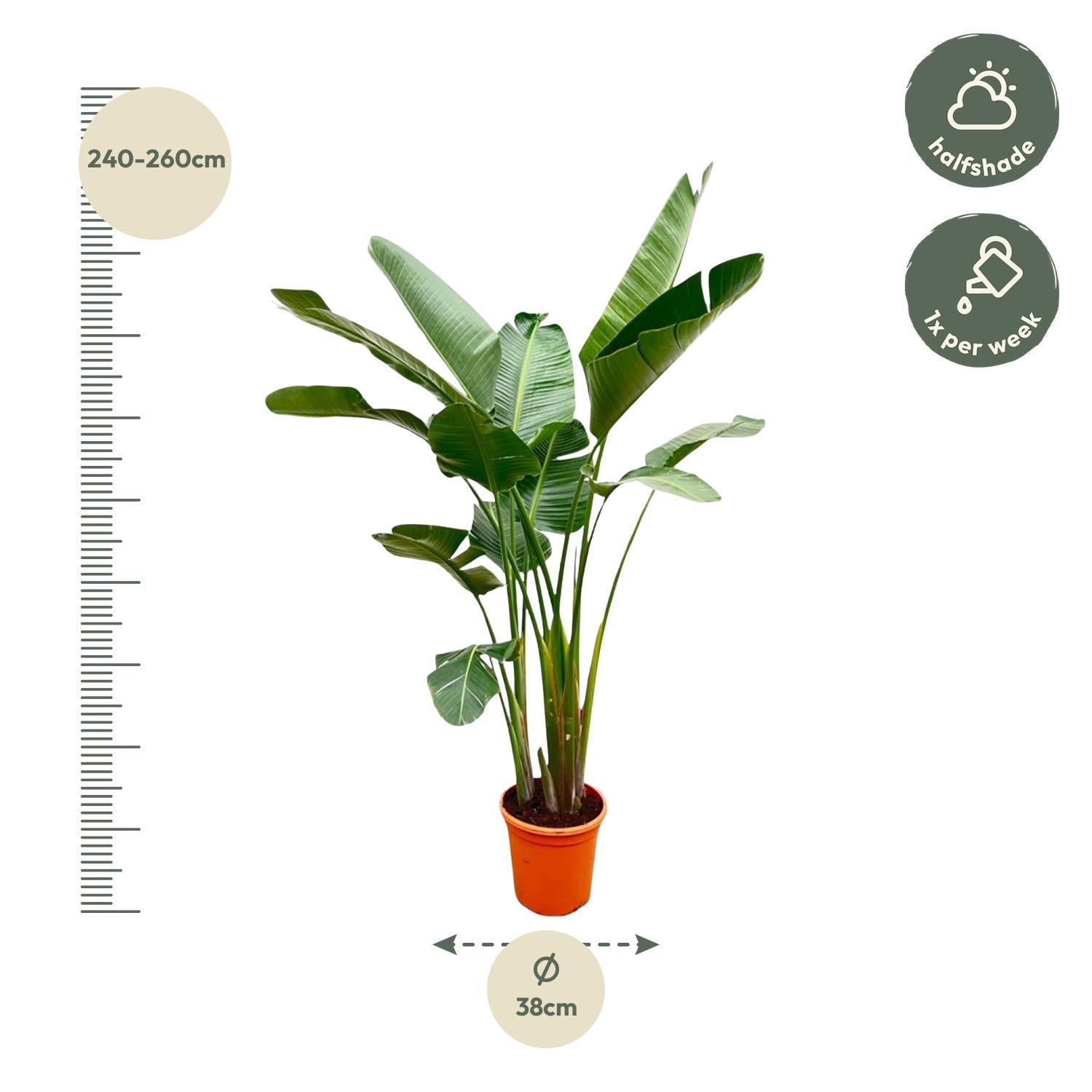 Strelitzia Augusta de Luxe XXL - 250 cm - ⌀38 cm | Paradijsvogelbloem