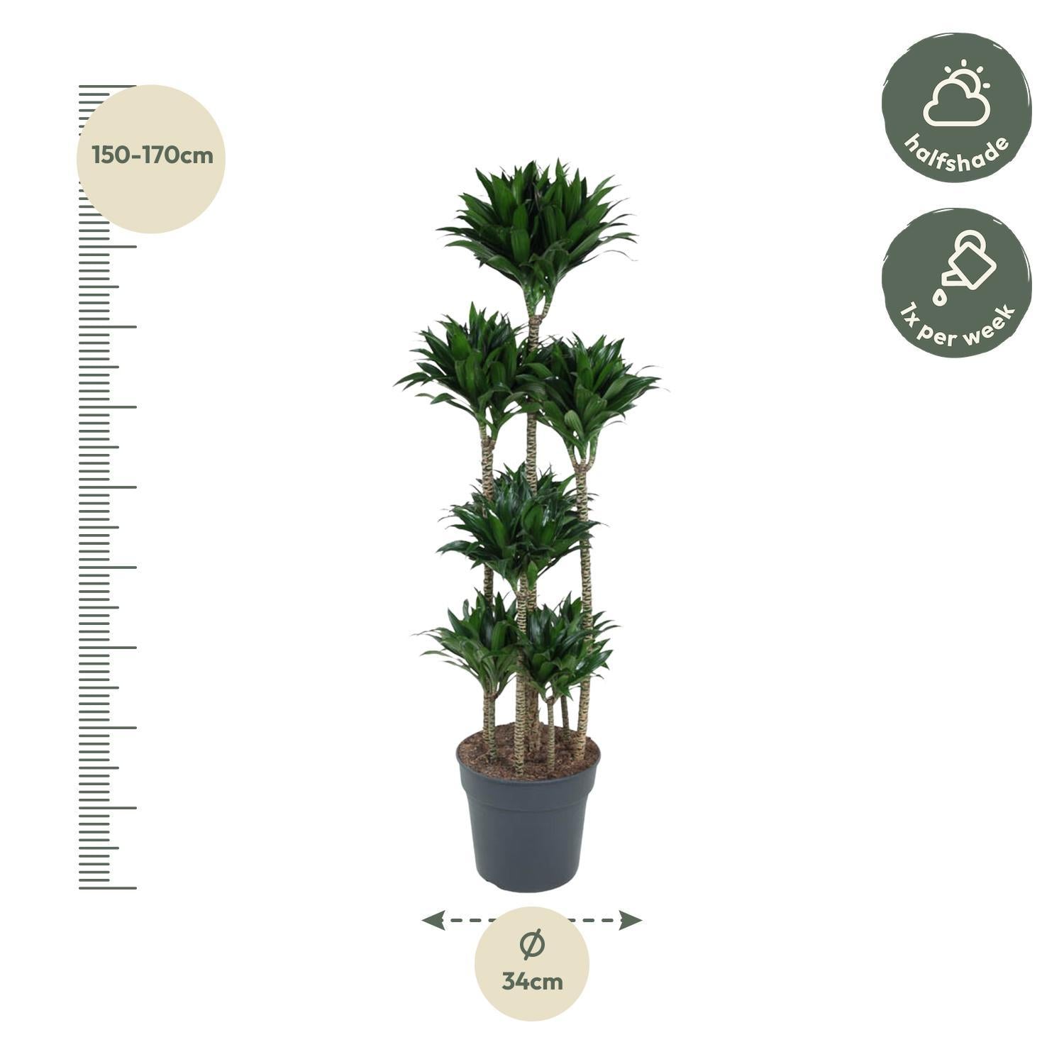 Dracaena Compacta Carrousel - 160 cm - ø34 cm | Dracaena - Kamerplanten