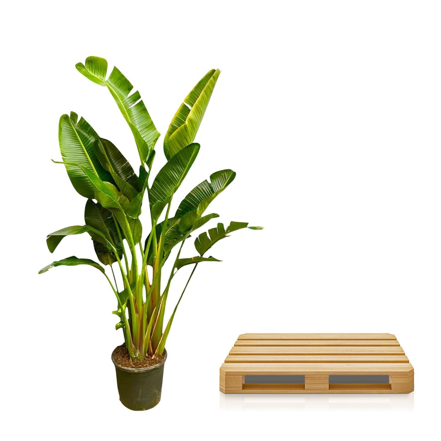 Strelitzia Augusta Multi Stam XXL - 250 cm - ø30-40 cm - Grote kamerplant