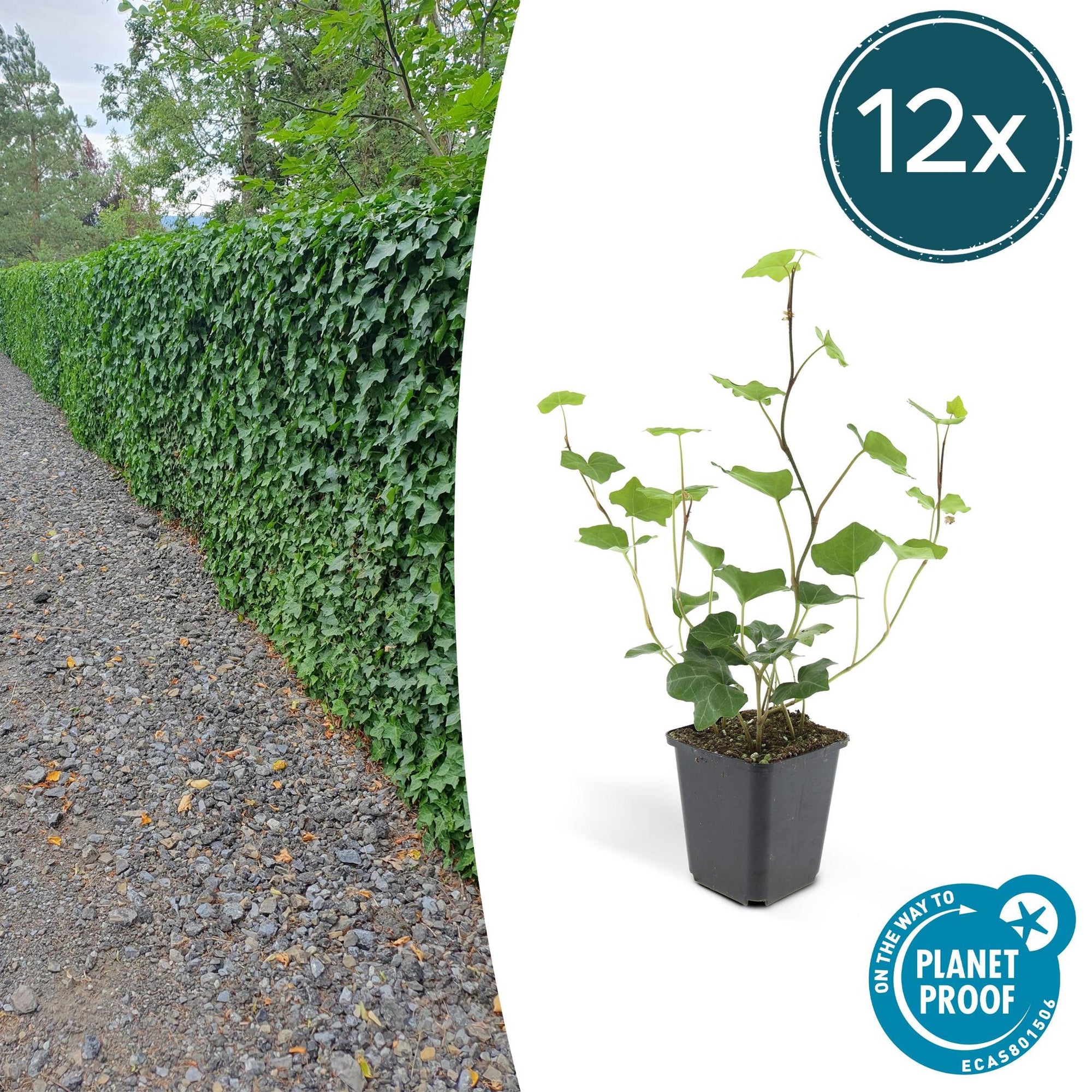 Hedera Hibernica | De ideale klimop voor elke tuin