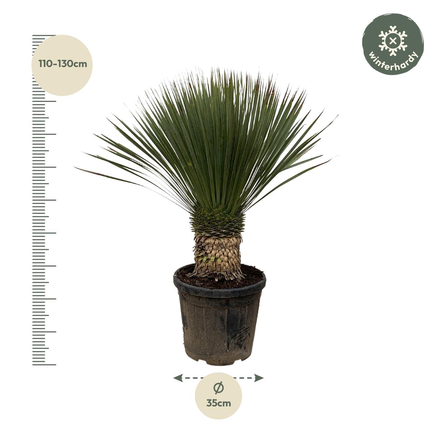 Yucca Rostrata - 100 cm- Ø35 cm | Blue Beaked Yucca