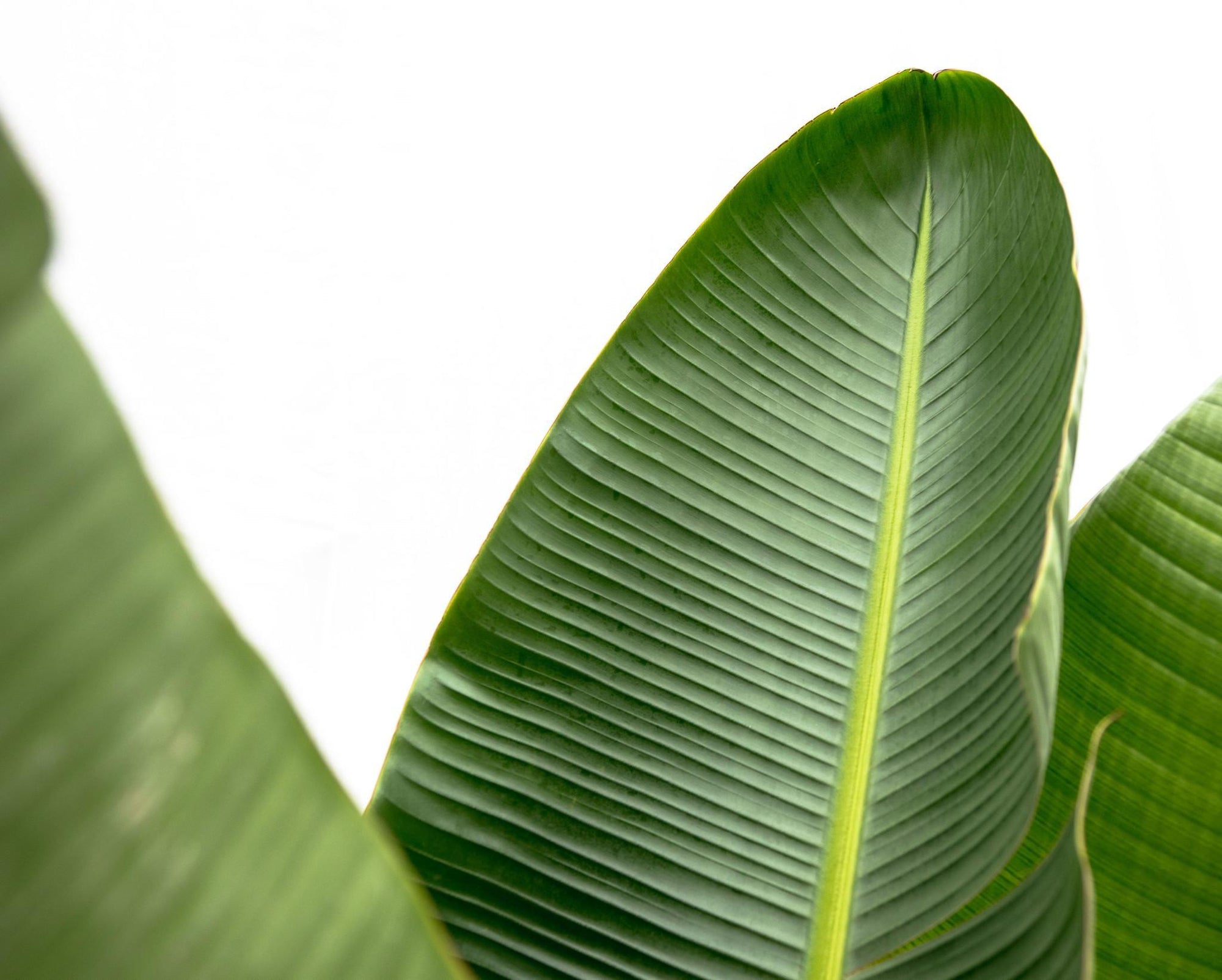 Strelitzia Augusta de Luxe XXL - 250 cm - ⌀38 cm | Paradijsvogelbloem
