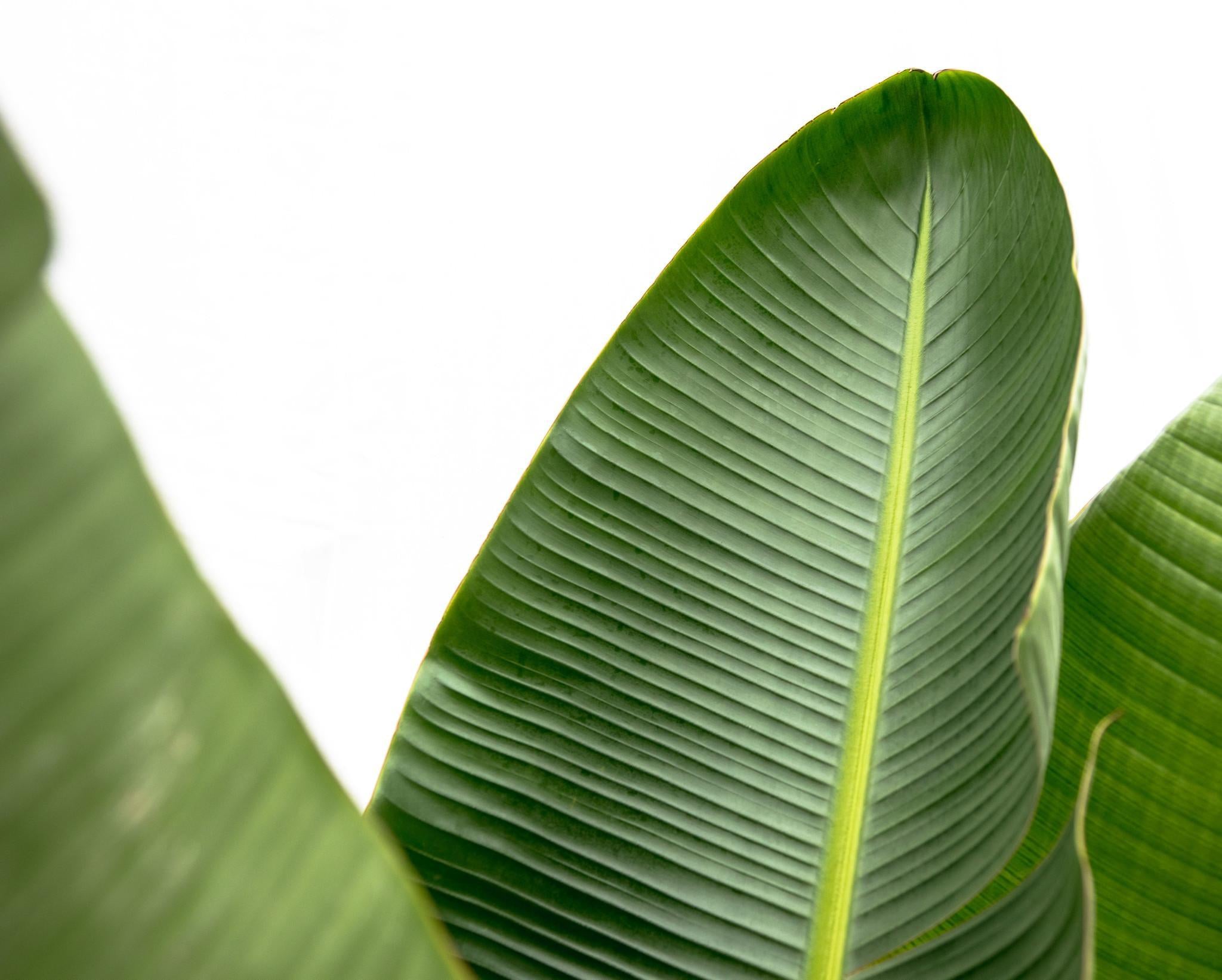 Strelitzia Augusta de Luxe XXL - 250 cm - ⌀38 cm | Paradijsvogelbloem