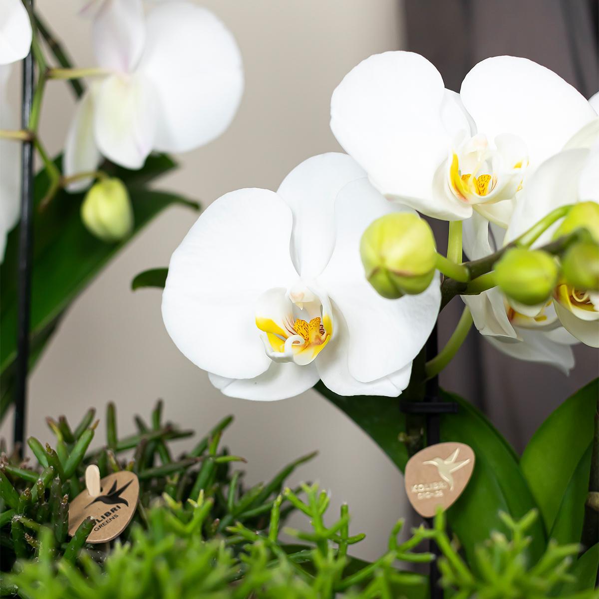 Orchidee | Witte Phalaenopsis orchidee - Niagara Fall - potmaat Ø12cm