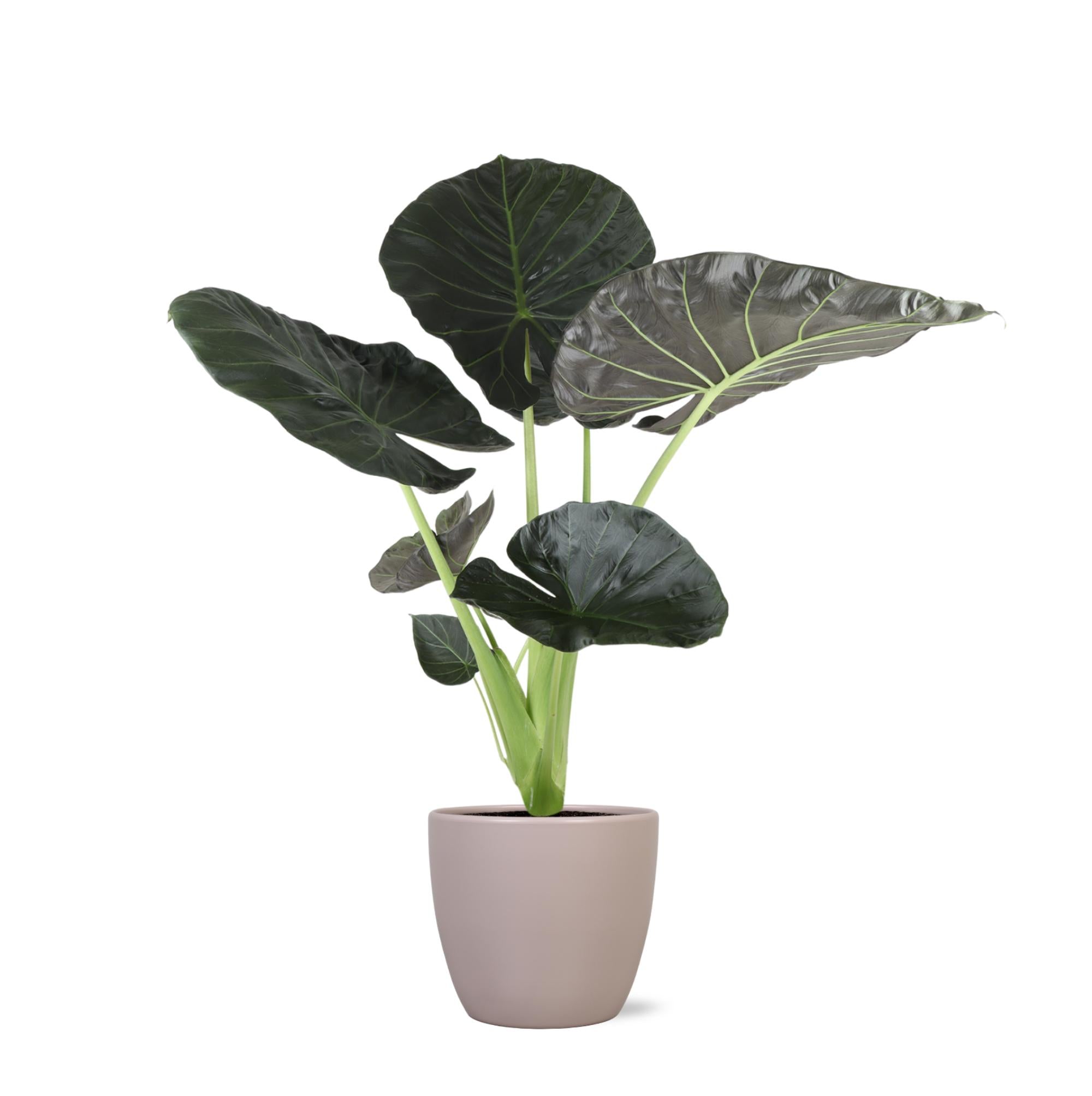 Alocasia Regal Shield - 110cm - Ø24cm - in Boule pot | Olifantsoor