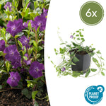 Vinca minor 'Atropurpurea' | Bodembedekker met Paarse Bloemen