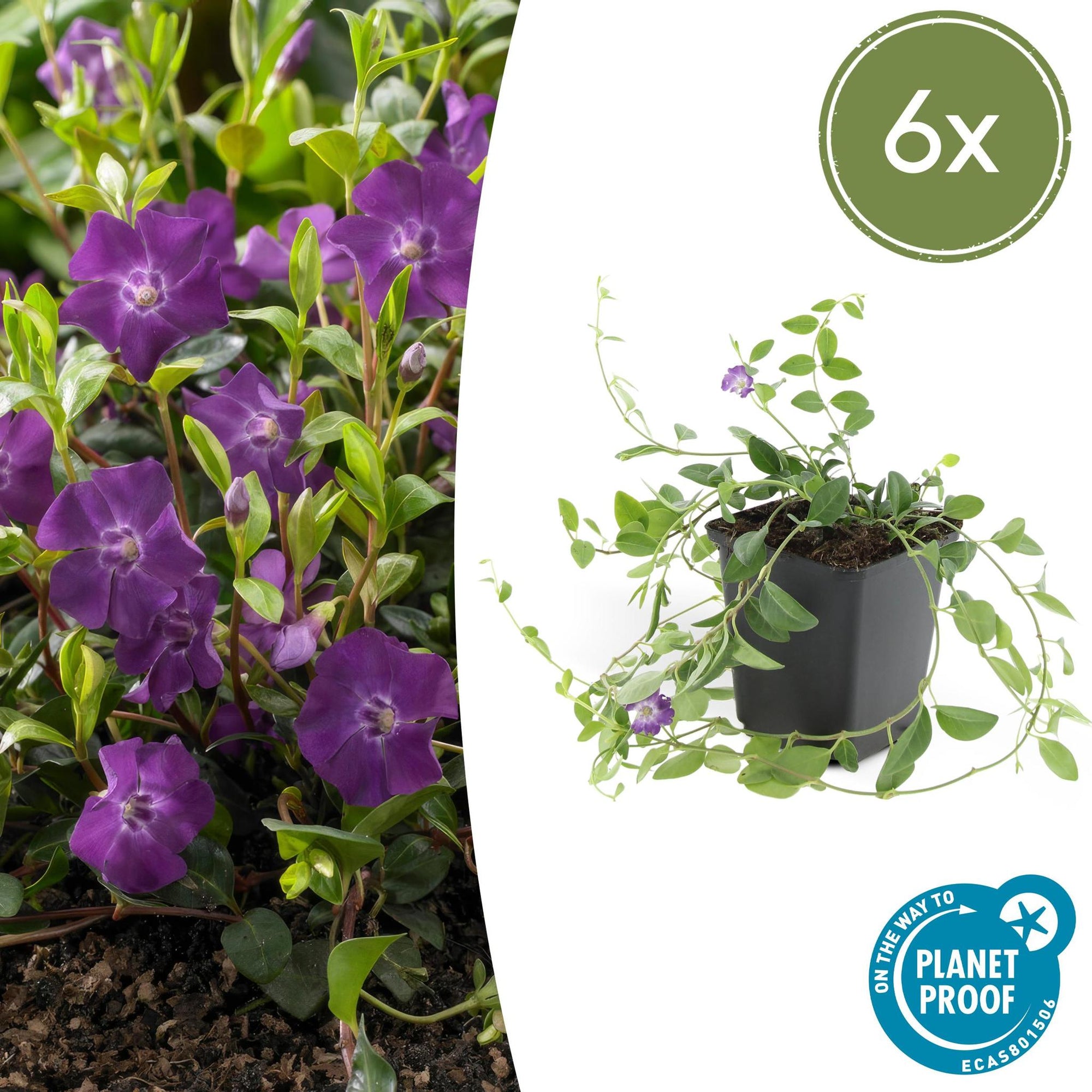 Vinca minor 'Atropurpurea' | Bodembedekker met Paarse Bloemen