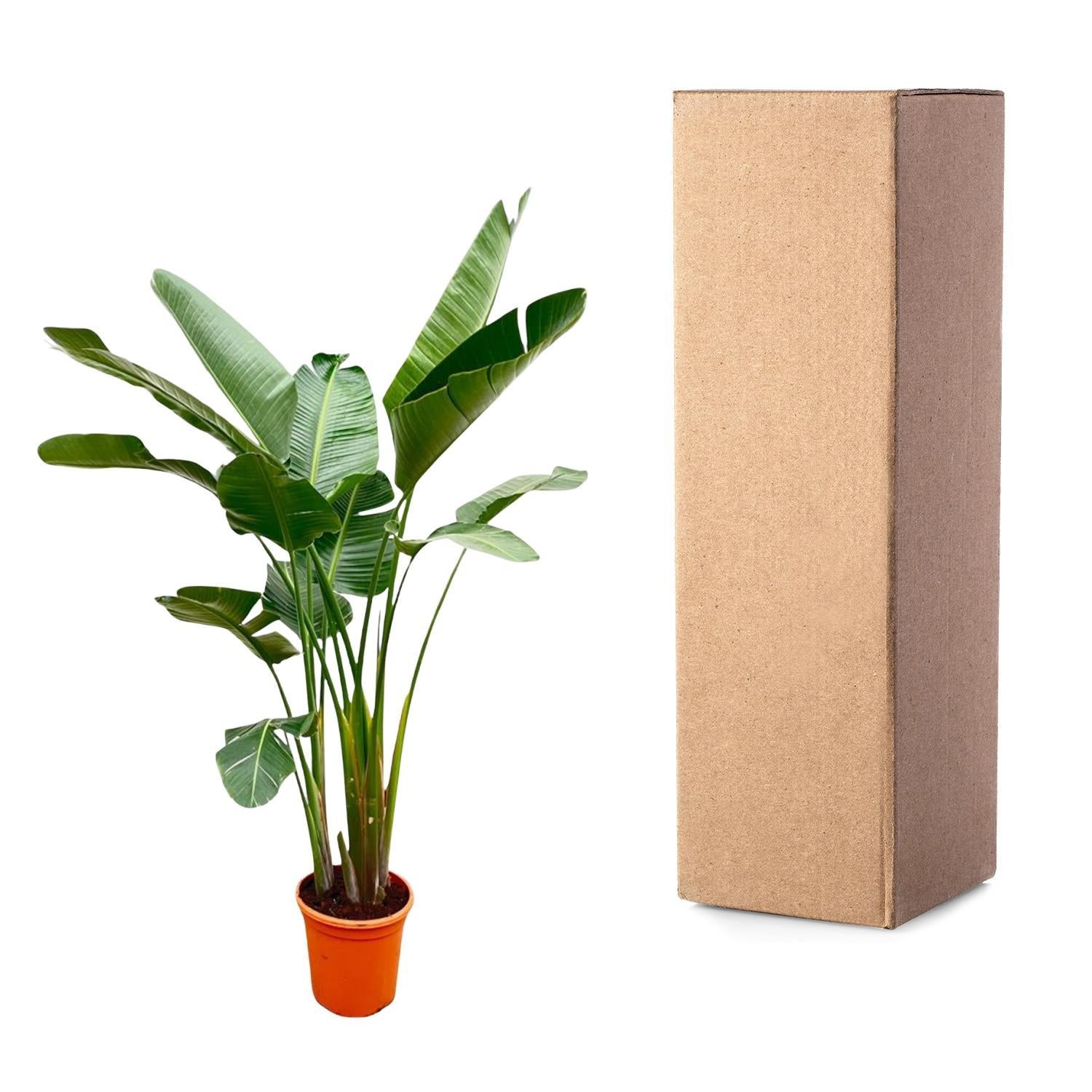 Strelitzia Augusta de Luxe XXL - 250 cm - ⌀38 cm | Paradijsvogelbloem
