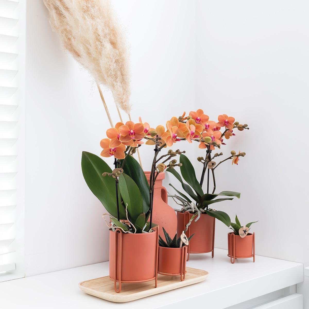 Orchidee | Oranje Phalaenopsis orchidee - Mineral Bolzano - potmaat Ø9cm