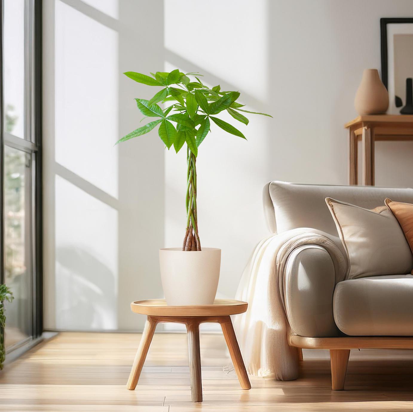 Pachira Aquatica - 80cm - Ø21 cm - in Viber pot | Kamerplant kopen