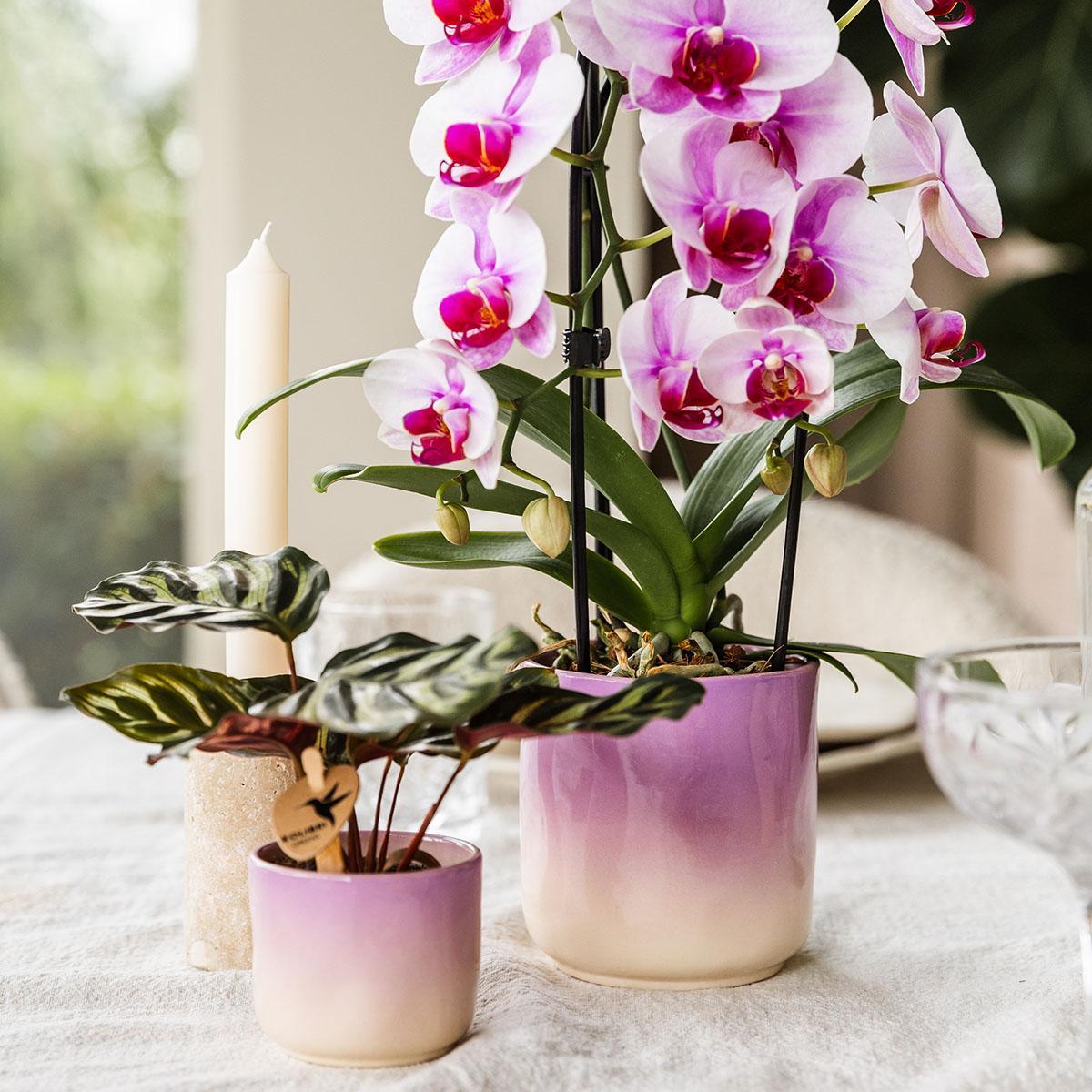 Kolibri Home | Gradience Sierpot - Pink - Ø6cm en Ø9cm - Bloempot
