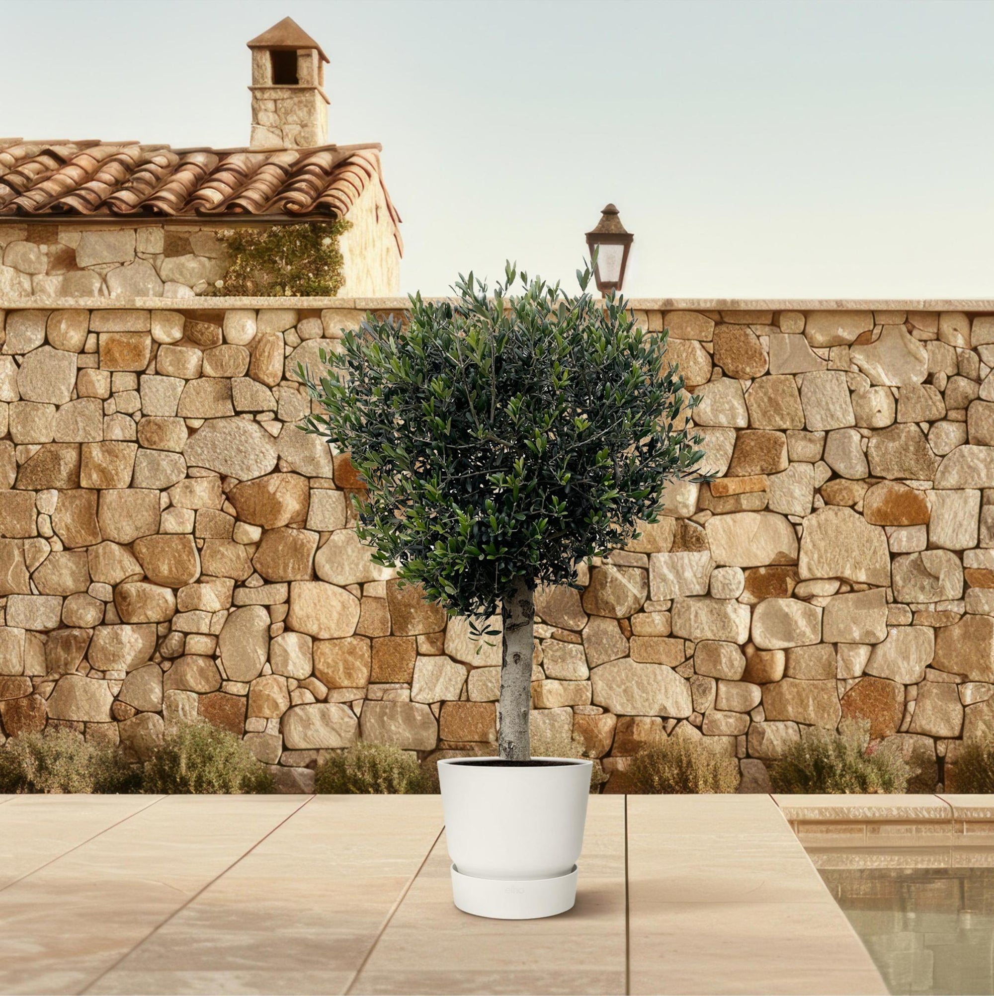 Olijfboom Olea Europaea Lorc - 180 cm - Ø50 - Perfecte mediterrane sfeer voor elke tuin
