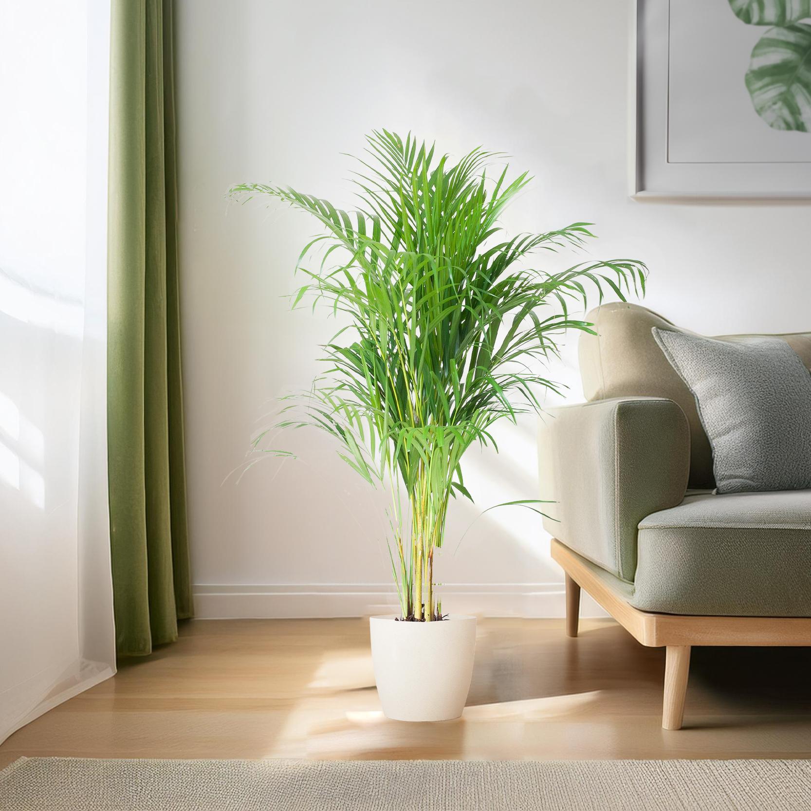 Areca Palm (Dypsis) - 100 cm - Ø21 cm - in Viber pot | Kamerplant