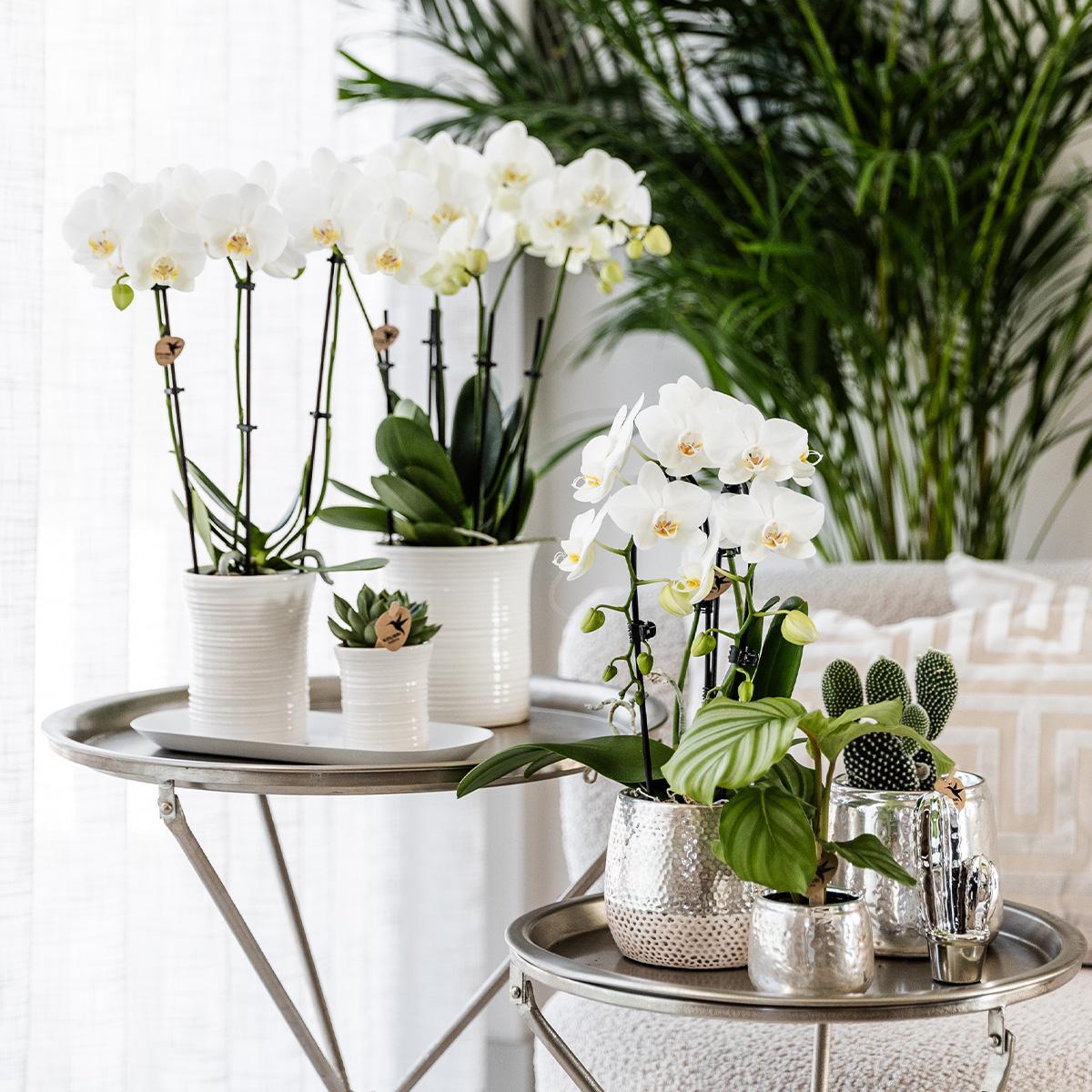 Kolibri Home | Elite pot - Silver - Ø6cm, Ø9cm en Ø12cm