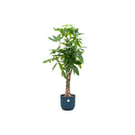 Pachira Aquatica - 160 cm - Ø30 cm - in Elho Vibes Fold Round | Kamerplant