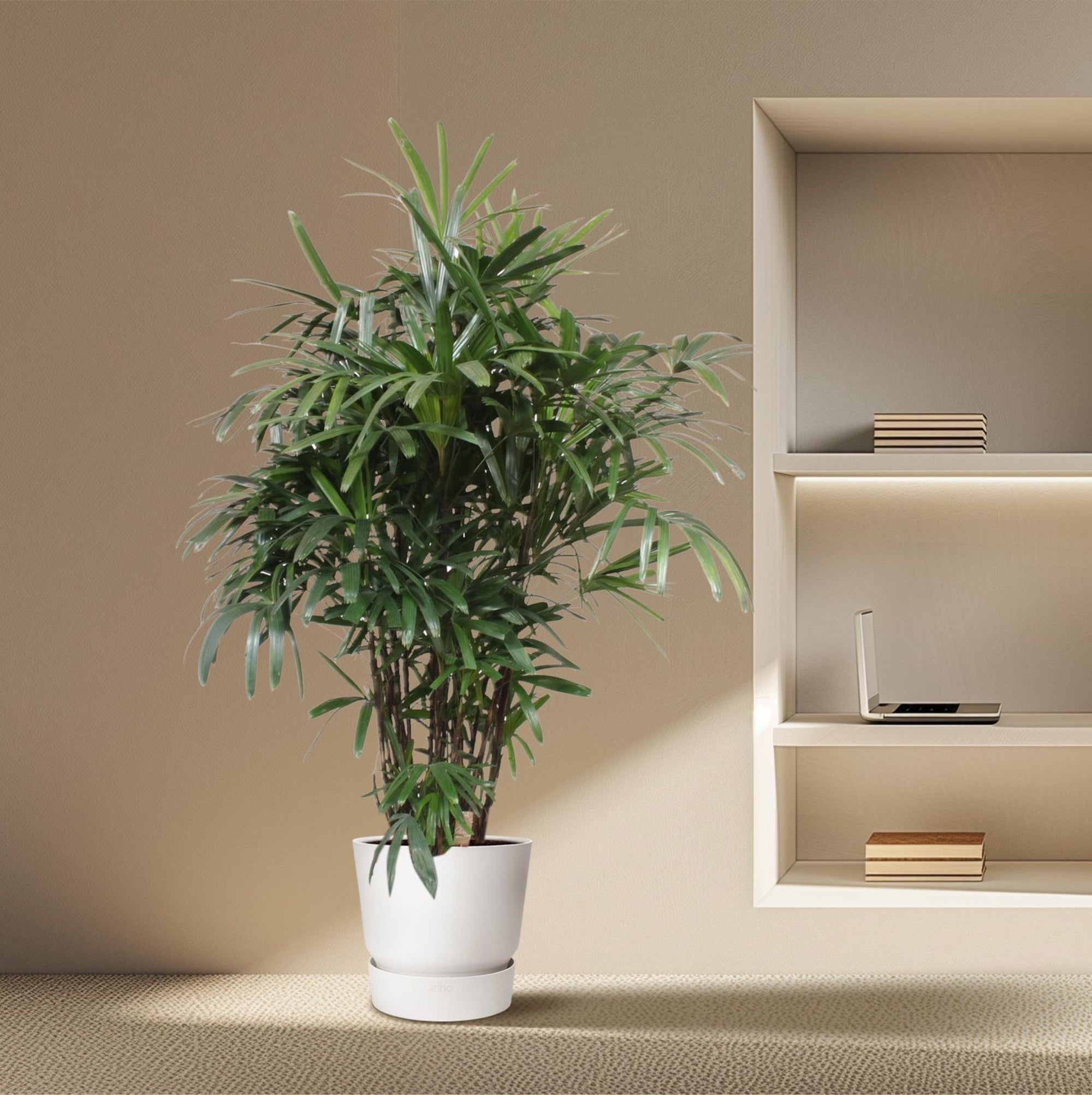 Rhapis Excelsa – Bamboe Palm – Grote kamerplant – 230 cm – ø40 cm