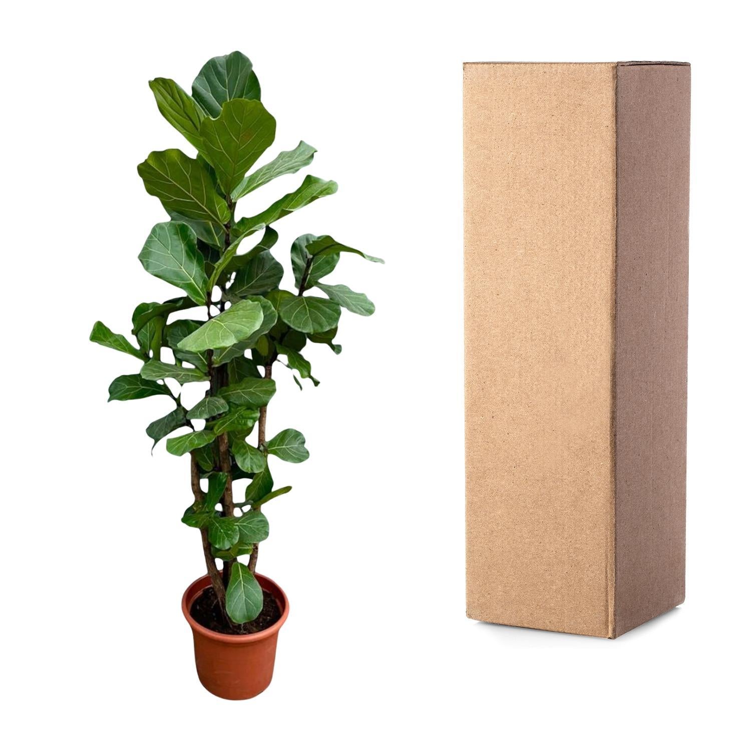 Ficus Lyrata vertakt - 230 cm - ø40 cm | Ficus - Grote kamerplant
