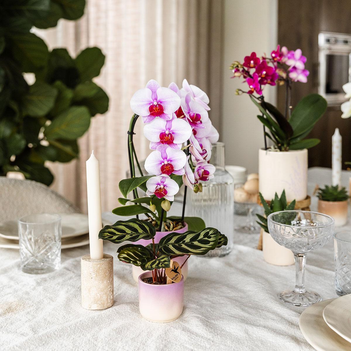 Kolibri Home | Gradience Sierpot - Pink - Ø6cm en Ø9cm - Bloempot