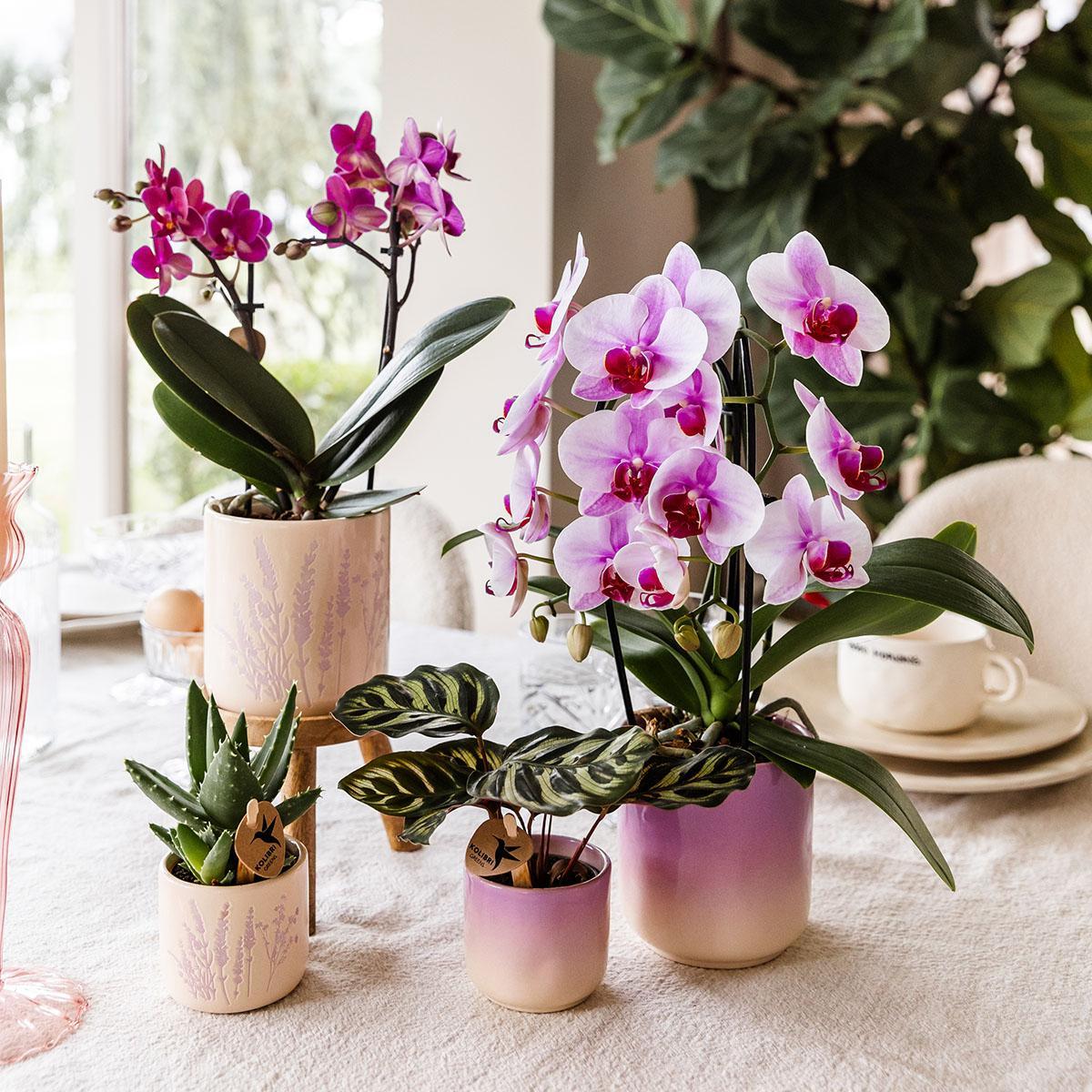 Kolibri Home | Gradience Sierpot - Pink - Ø6cm en Ø9cm - Bloempot