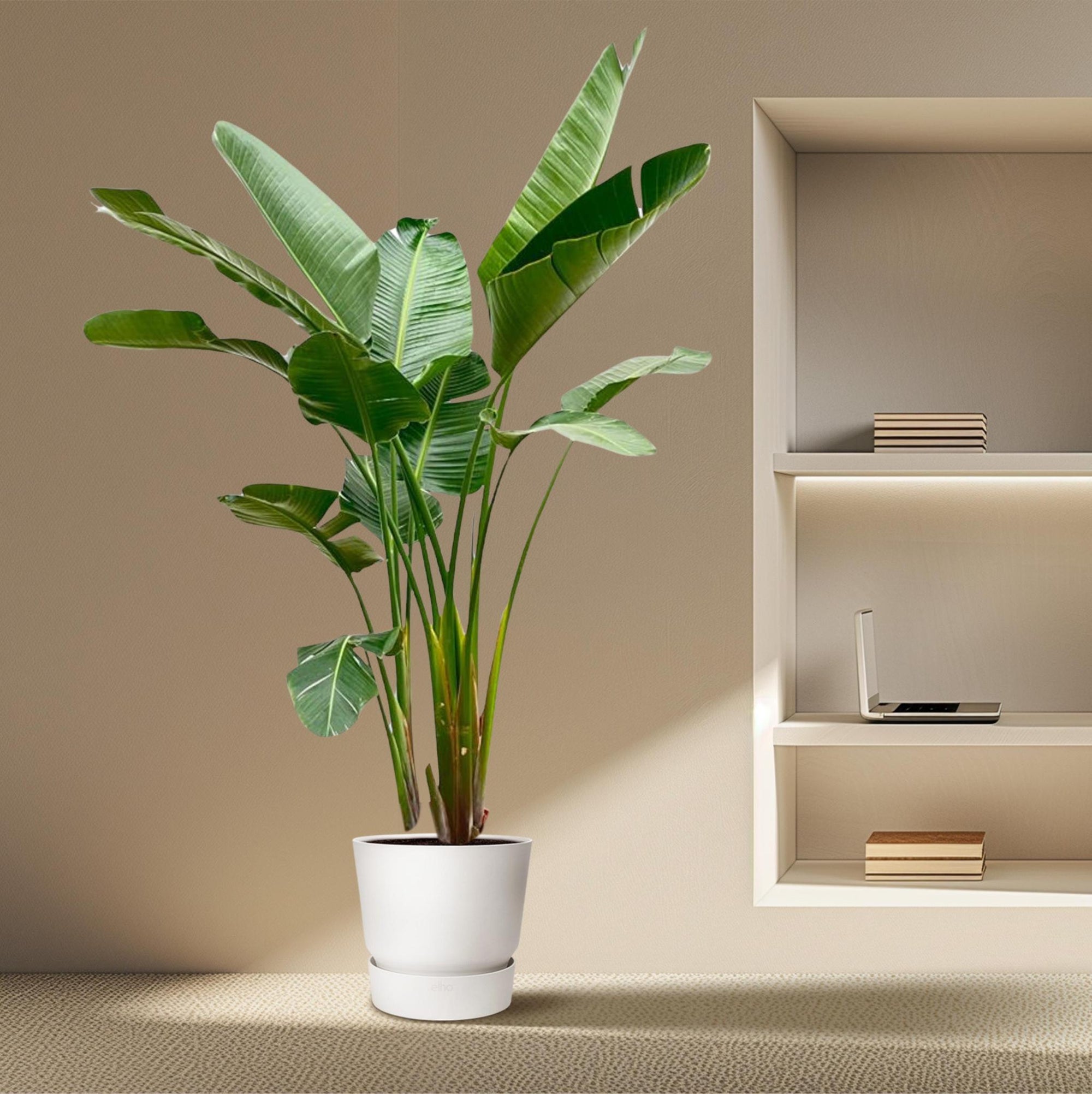 Strelitzia Augusta de Luxe XXL - 250 cm - ⌀38 cm | Paradijsvogelbloem