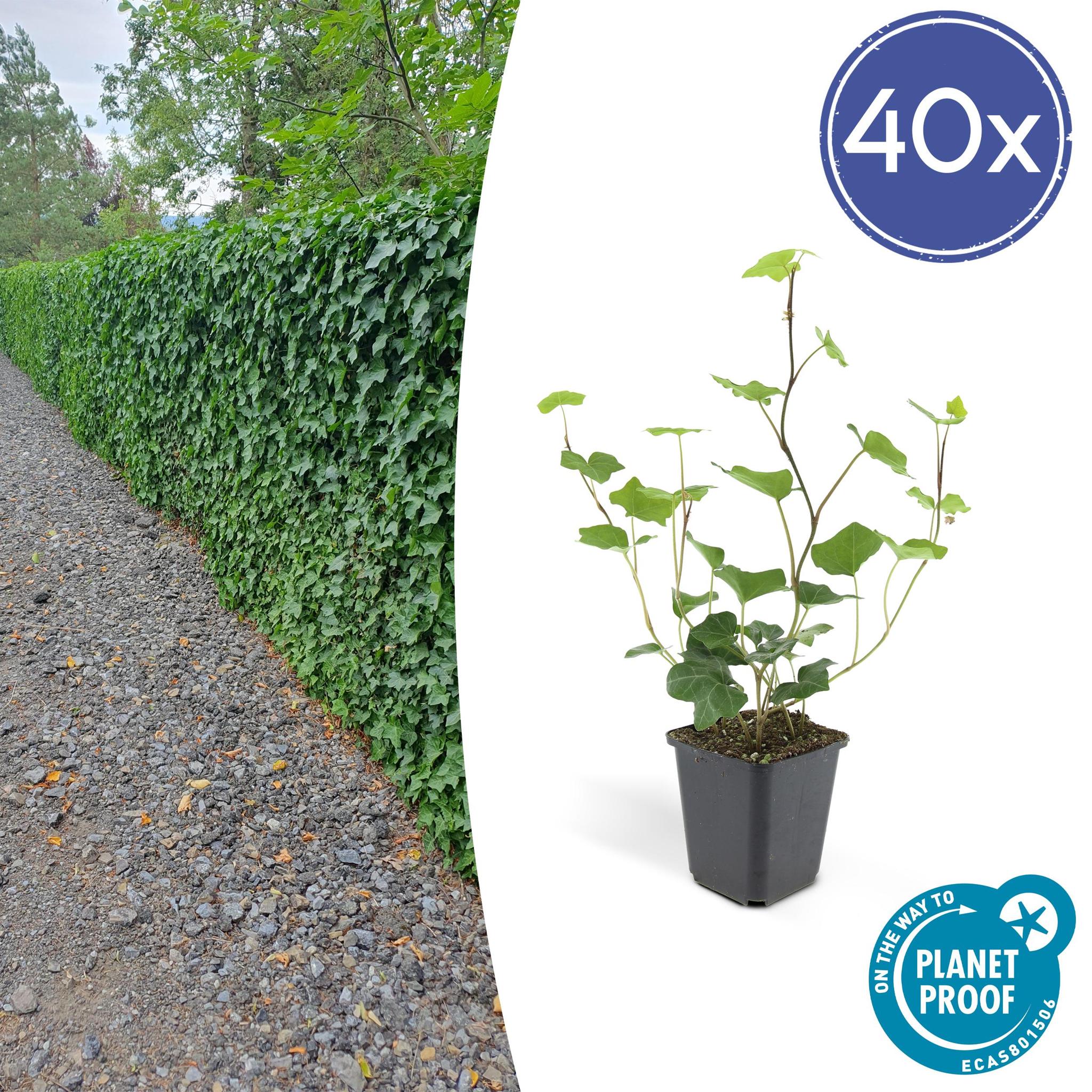 Hedera Hibernica | De ideale klimop voor elke tuin