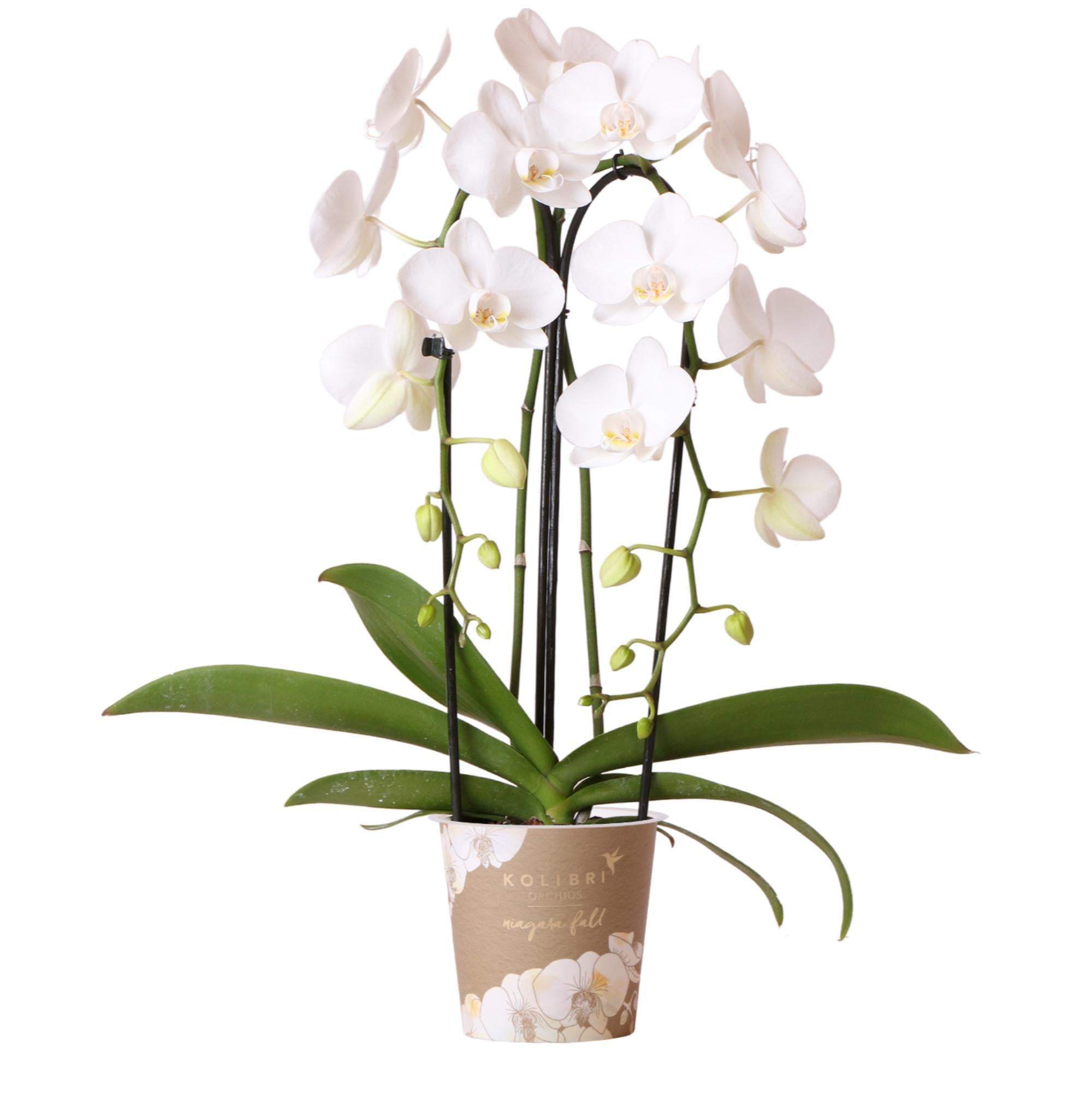 Orchidee | Witte Phalaenopsis orchidee - Niagara Fall - potmaat Ø12cm