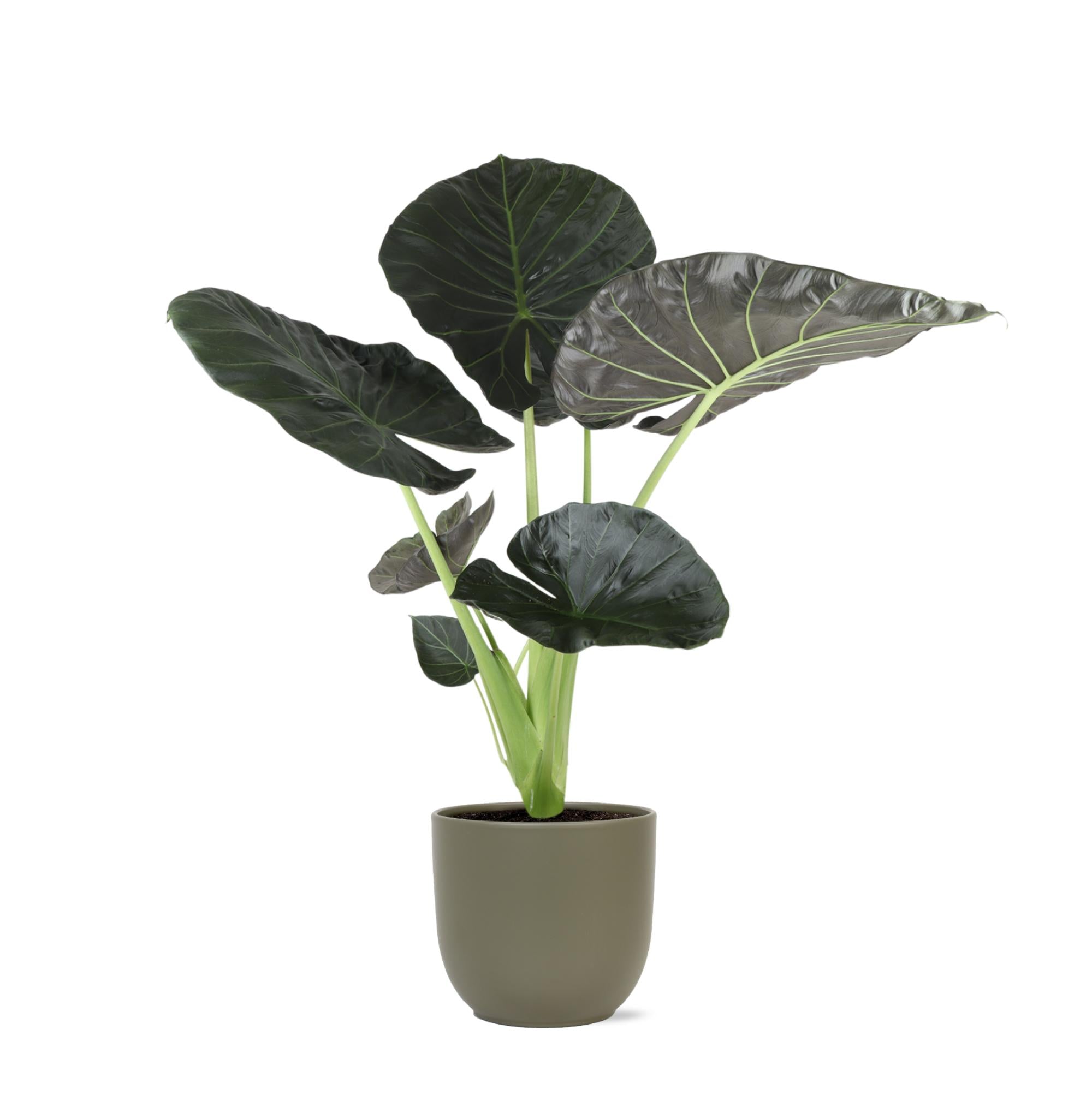 Alocasia Regal Shield - 110cm - Ø24cm - in Boule pot | Olifantsoor