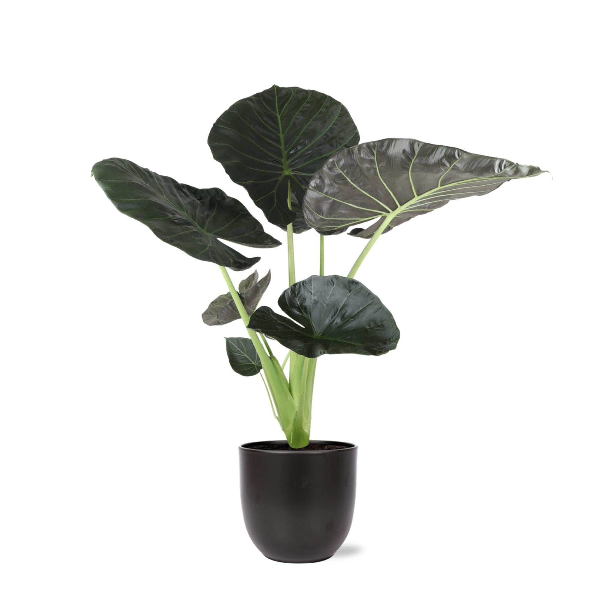 Alocasia Regal Shield - 110cm - Ø24cm - in Boule pot | Olifantsoor
