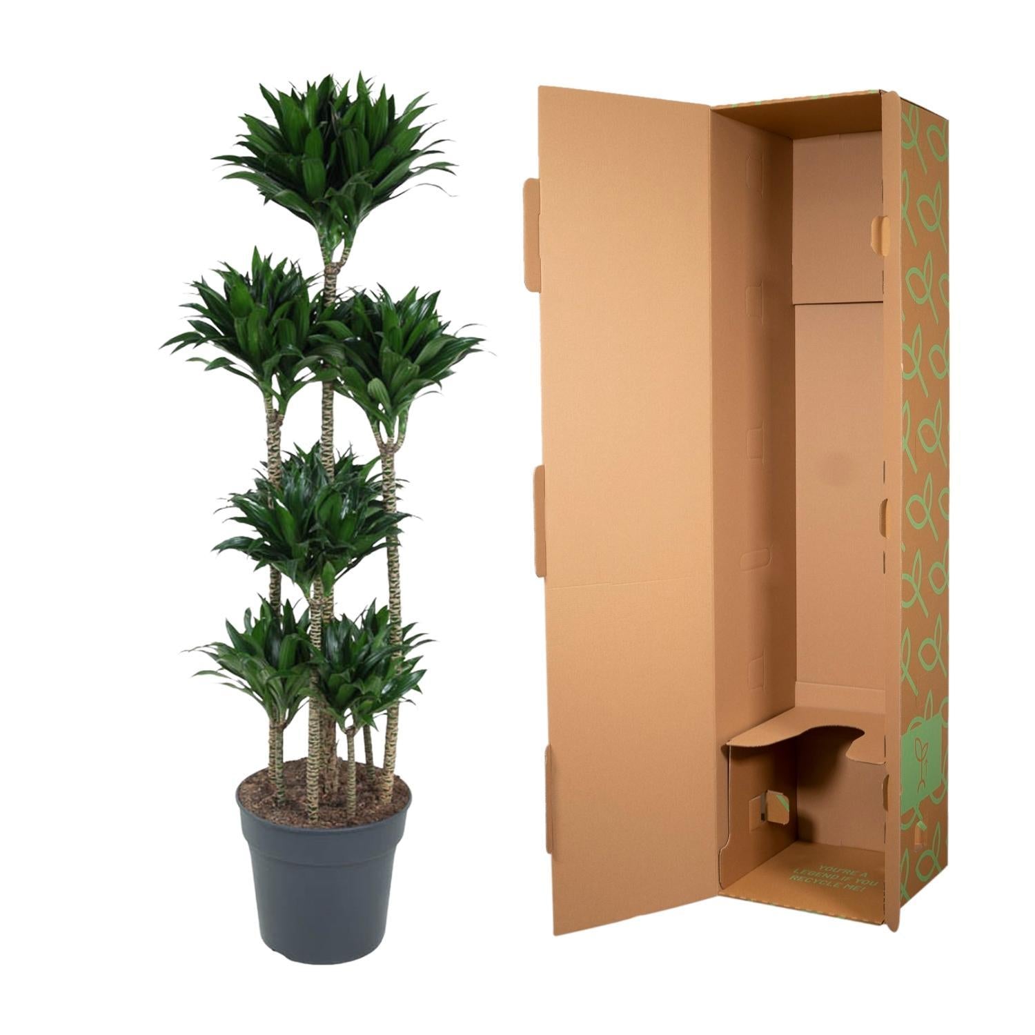 Dracaena Compacta Carrousel - 160 cm - ø34 cm | Dracaena - Kamerplanten