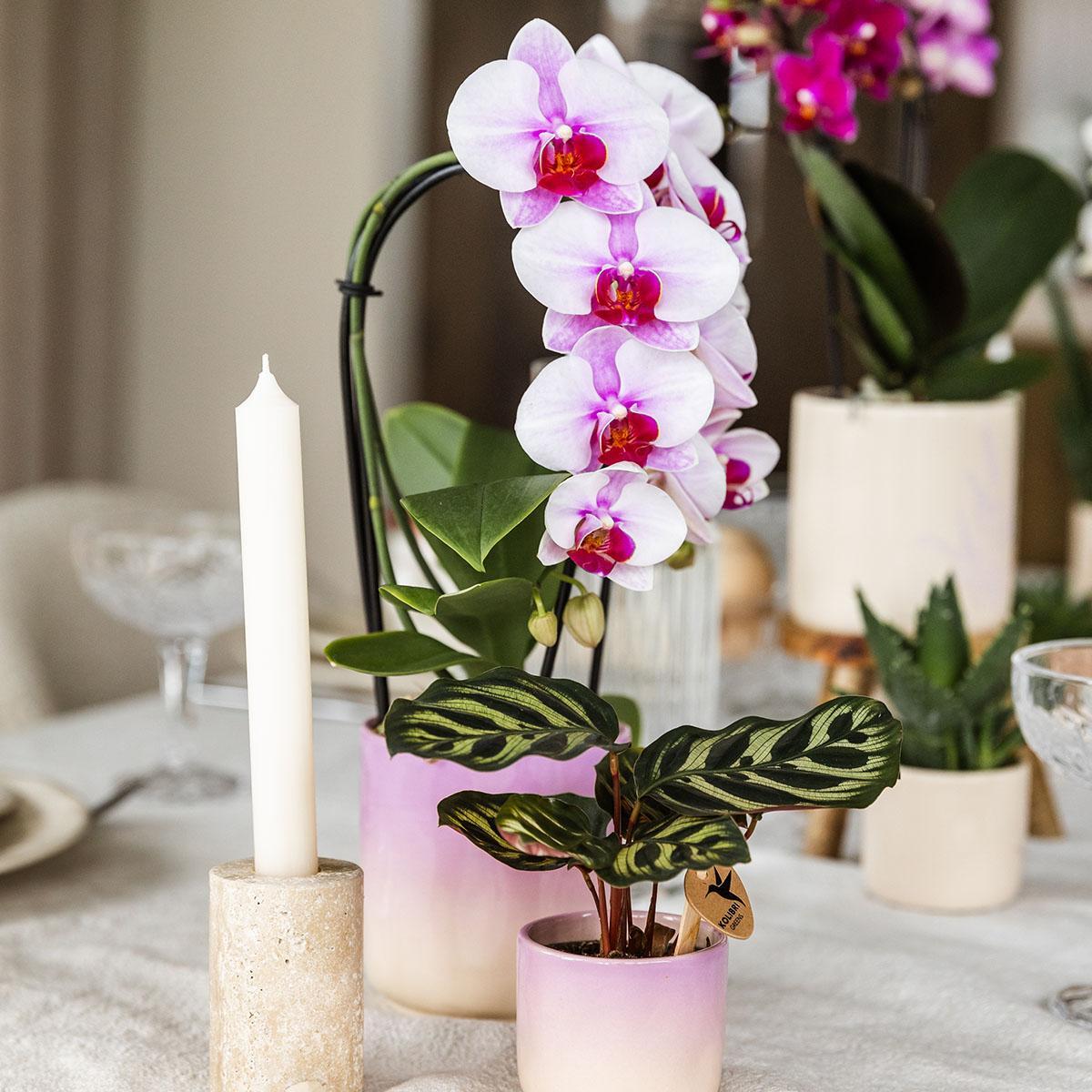 Kolibri Home | Gradience Sierpot - Pink - Ø6cm en Ø9cm - Bloempot