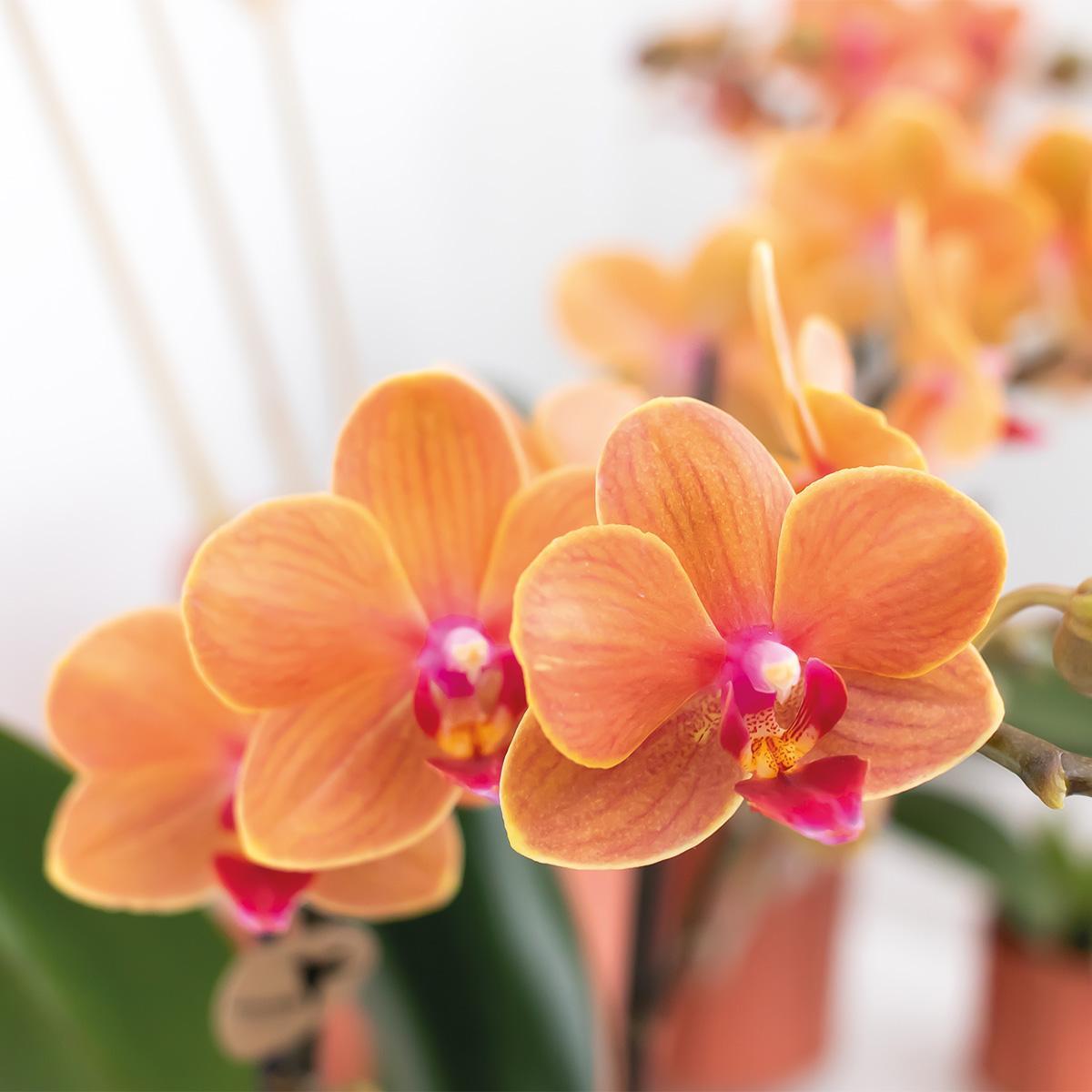 Orchidee | Oranje Phalaenopsis orchidee - Mineral Bolzano - potmaat Ø9cm