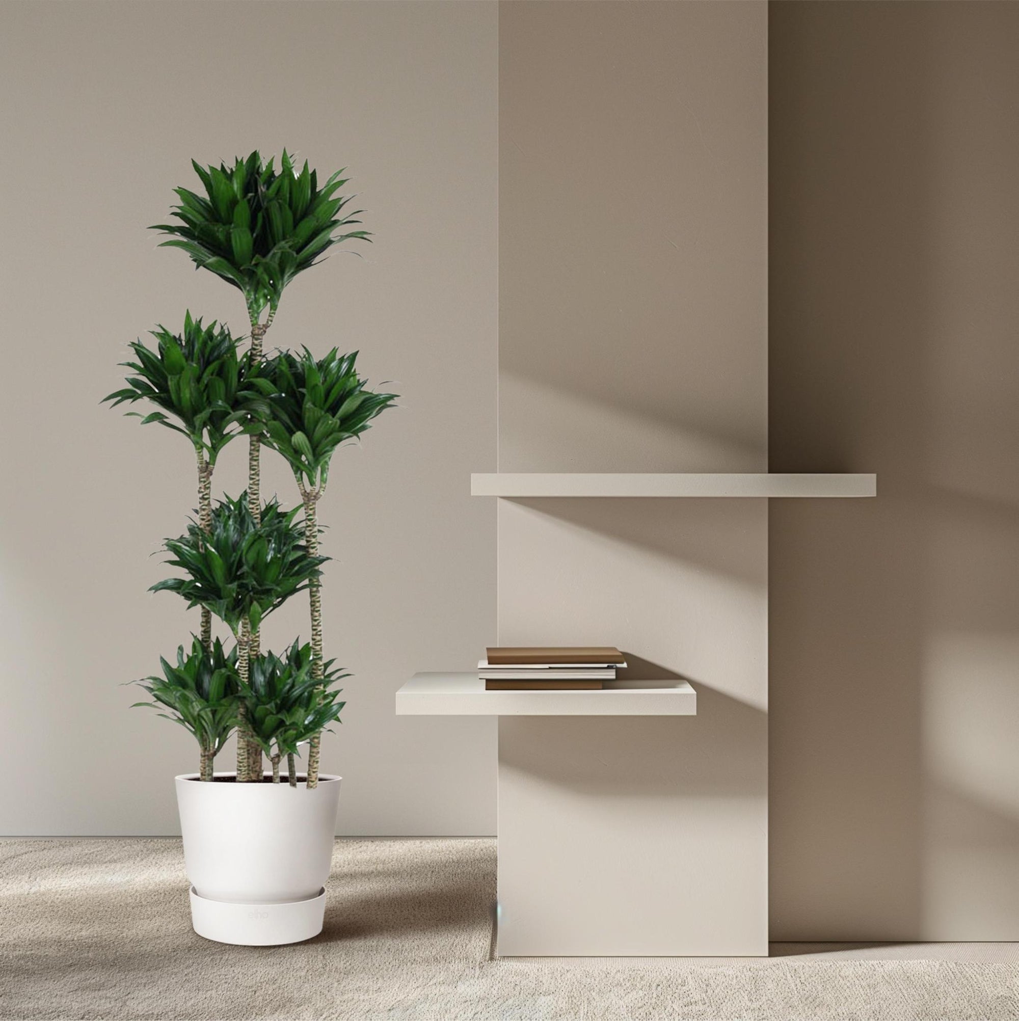Dracaena Compacta Carrousel - 160 cm - ø34 cm | Dracaena - Kamerplanten