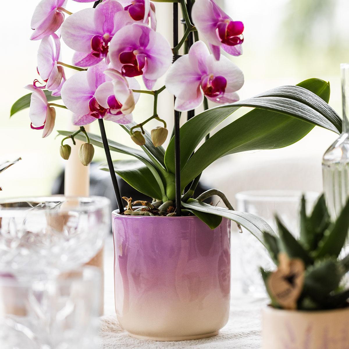 Kolibri Home | Gradience Sierpot - Pink - Ø6cm en Ø9cm - Bloempot