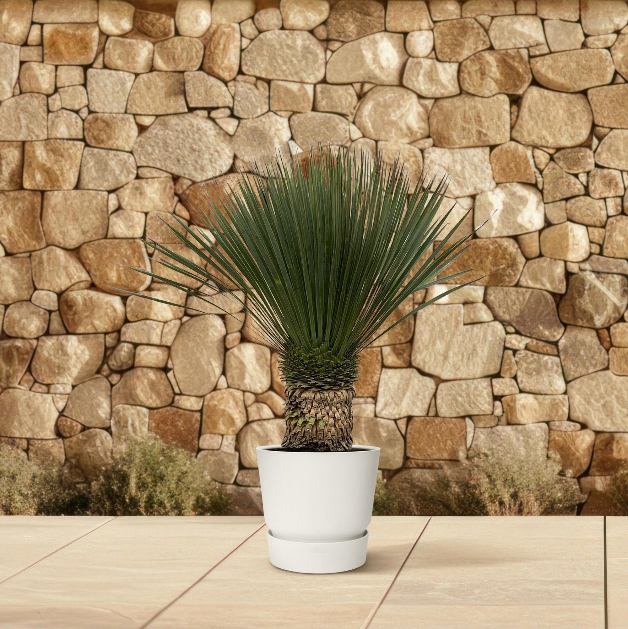 Yucca Rostrata - 100 cm- Ø35 cm | Blue Beaked Yucca