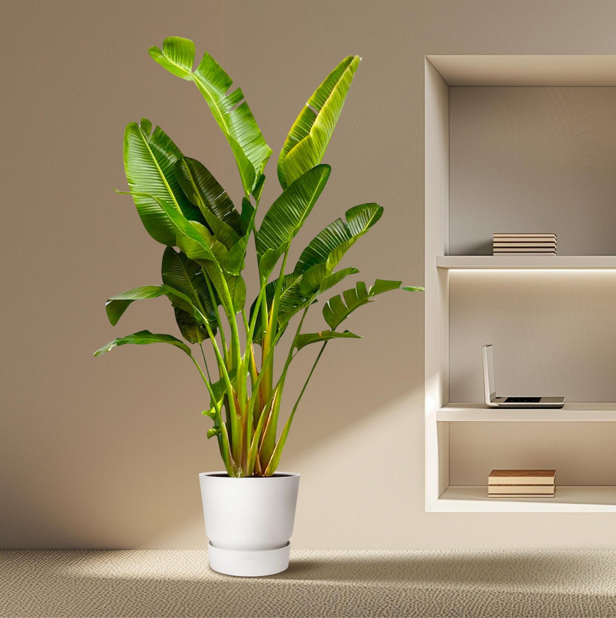 Strelitzia Augusta Multi Stam XXL - 250 cm - ø30-40 cm - Grote kamerplant