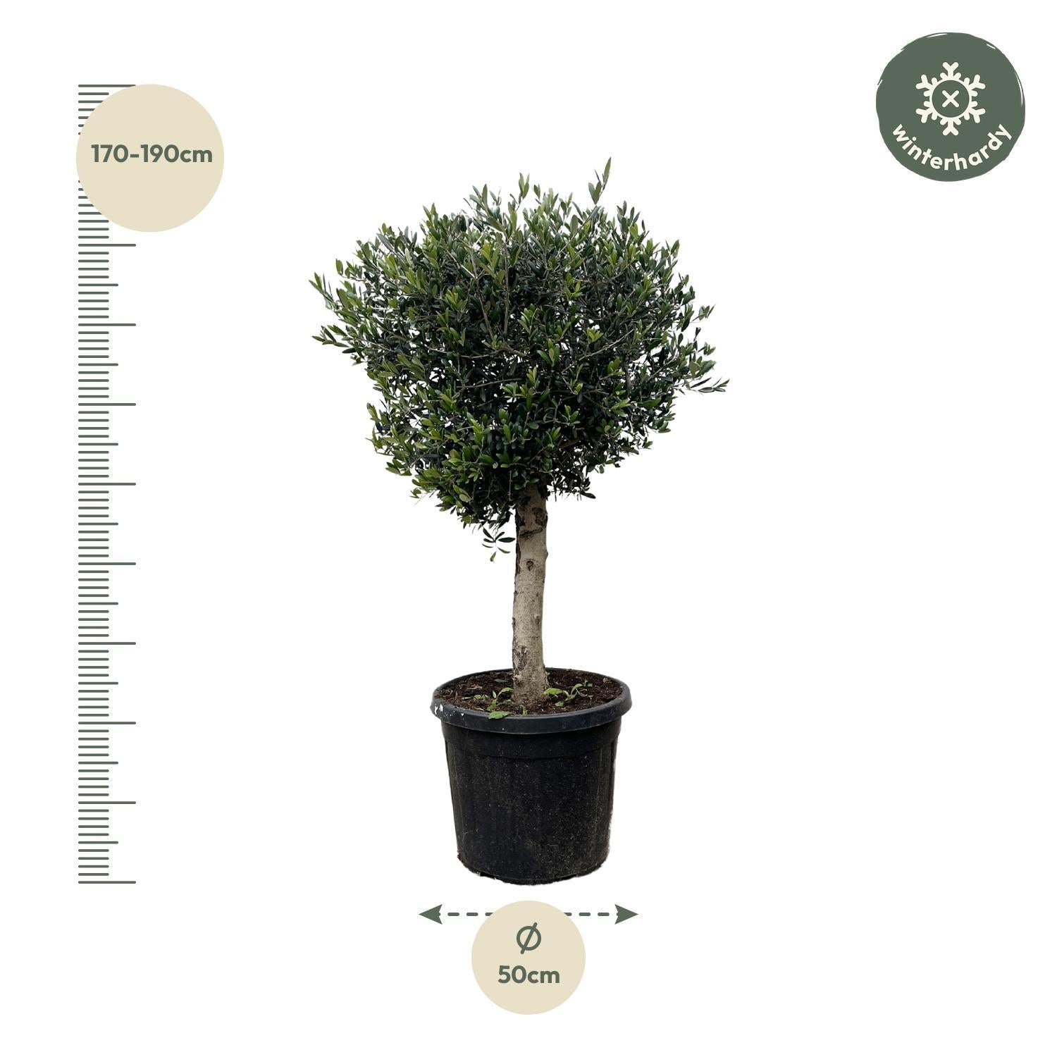 Olijfboom Olea Europaea Lorc - 180 cm - Ø50 - Perfecte mediterrane sfeer voor elke tuin