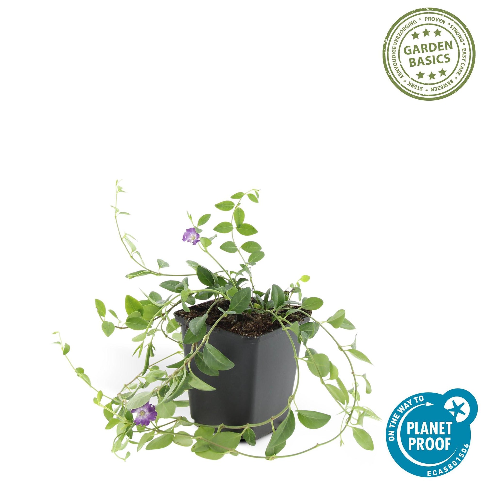 Vinca minor 'Atropurpurea' | Bodembedekker met Paarse Bloemen