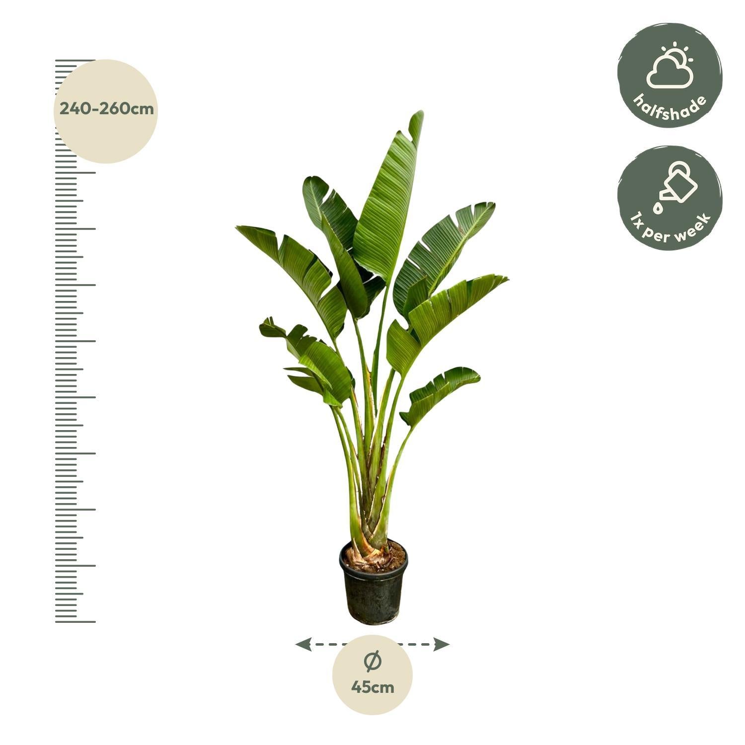 Strelitzia Augusta - 250cm - ⌀45 cm | Grote kamerplanten
