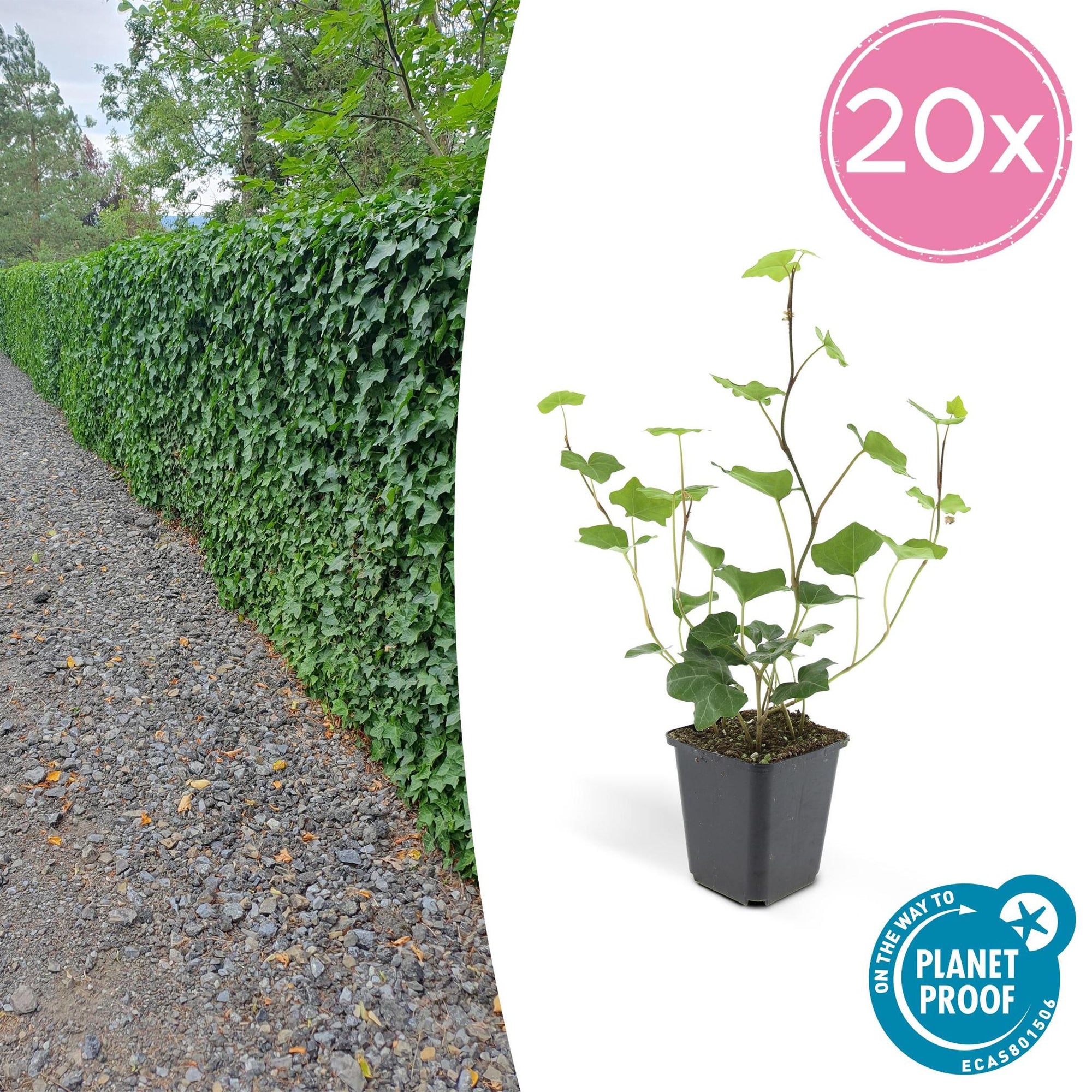 Hedera Hibernica | De ideale klimop voor elke tuin