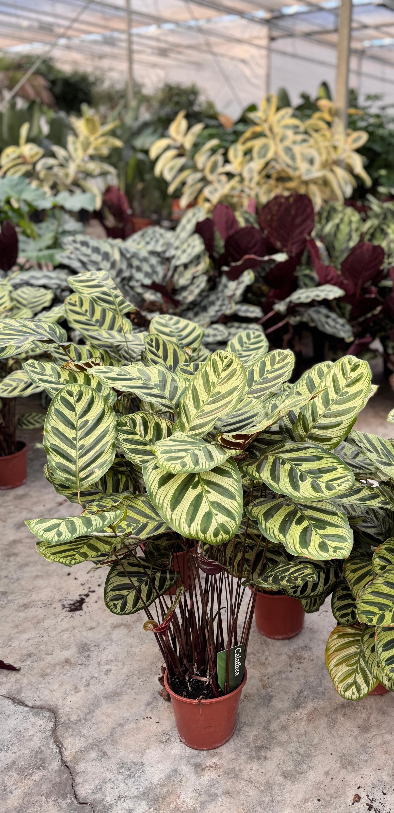 Calathea | Tips voor verzorging, soorten en standplaats in huis