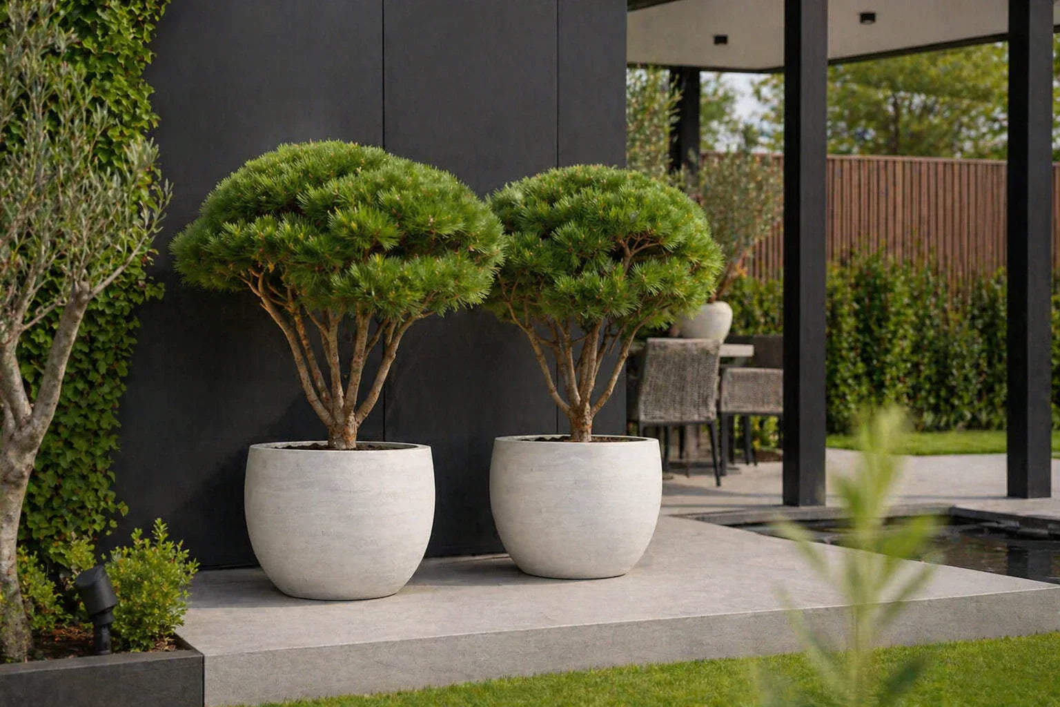 Twee Pinus bonsai bomen in grote lichte design bloempotten op modern terras in luxe moderne tuin