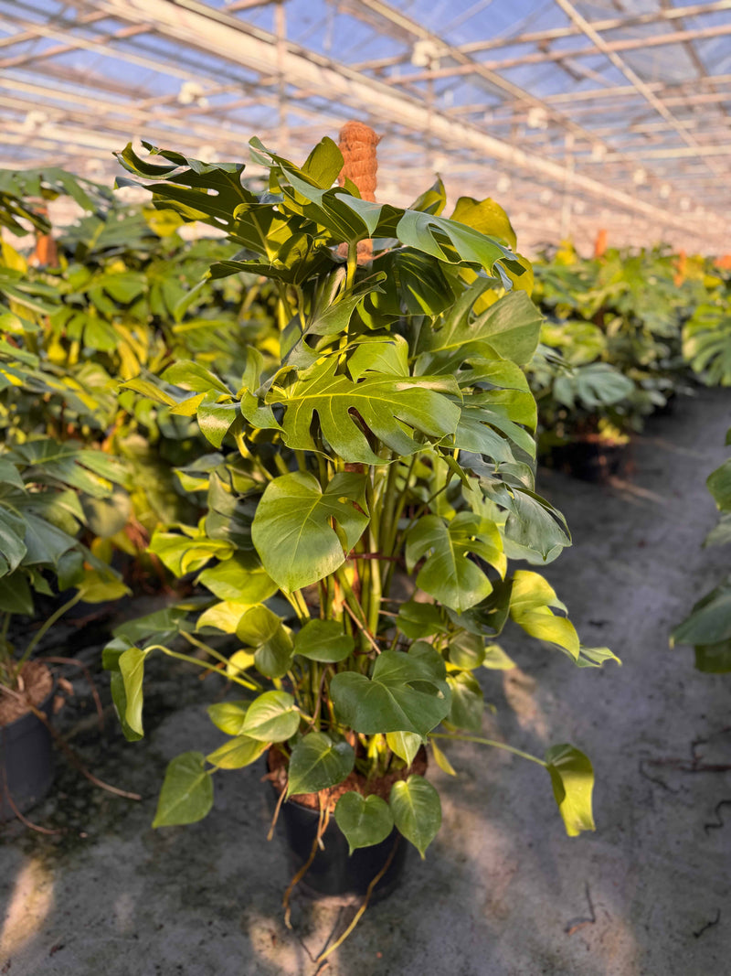 Monstera | Alles wat je moet weten over de koning van de Kamerplanten