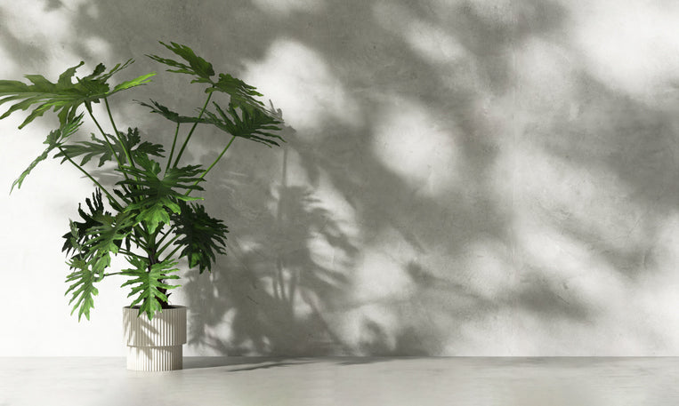 Stijlvolle Philodendron Xanadu plant in een moderne witte pot, geplaatst in indirect licht met schaduw op een betonnen muur.